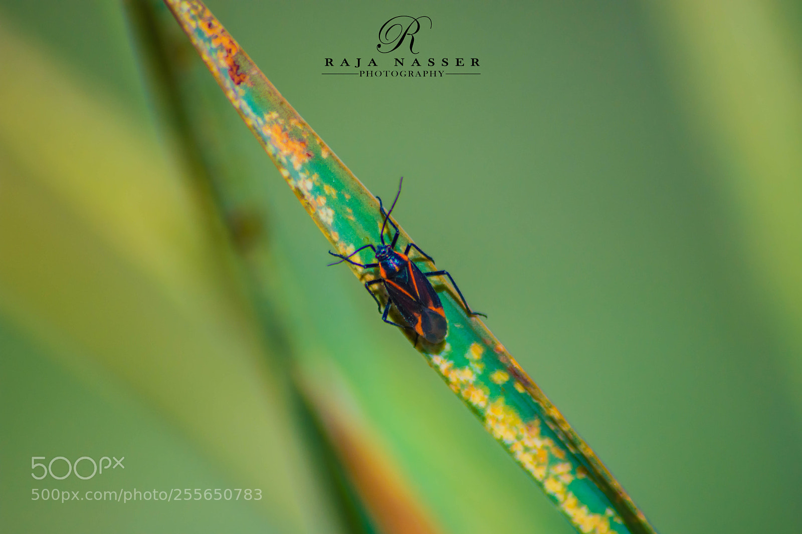 Nikon D7200 sample photo. Hemiptera photography