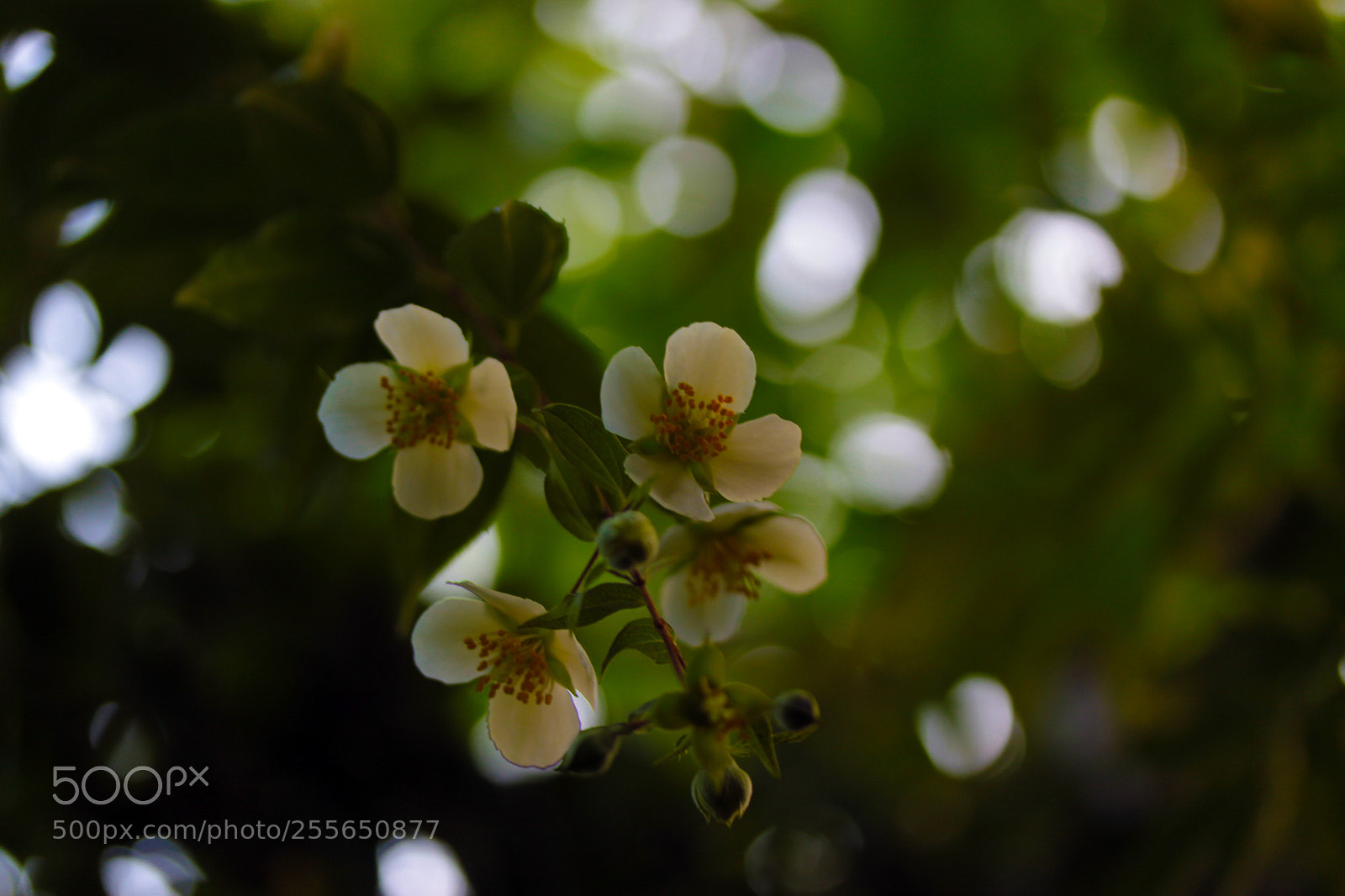 Canon EOS 50D sample photo. Suddenly i find this... photography