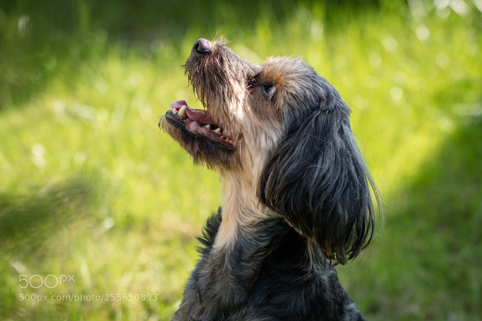 Canon EOS M3 sample photo. Dog - mika photography