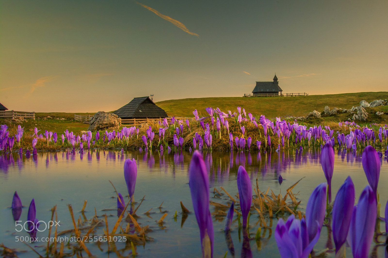 Nikon D7100 sample photo. Velika planina crocus vernus photography