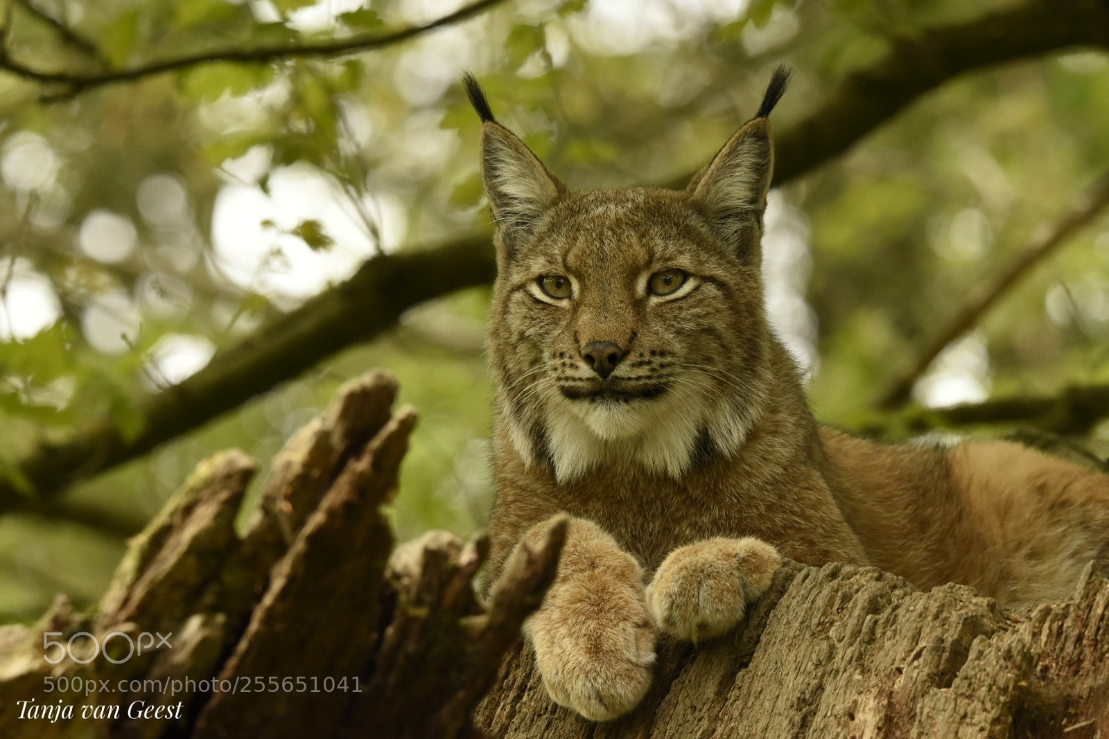 Nikon D5500 sample photo. Lynx photography
