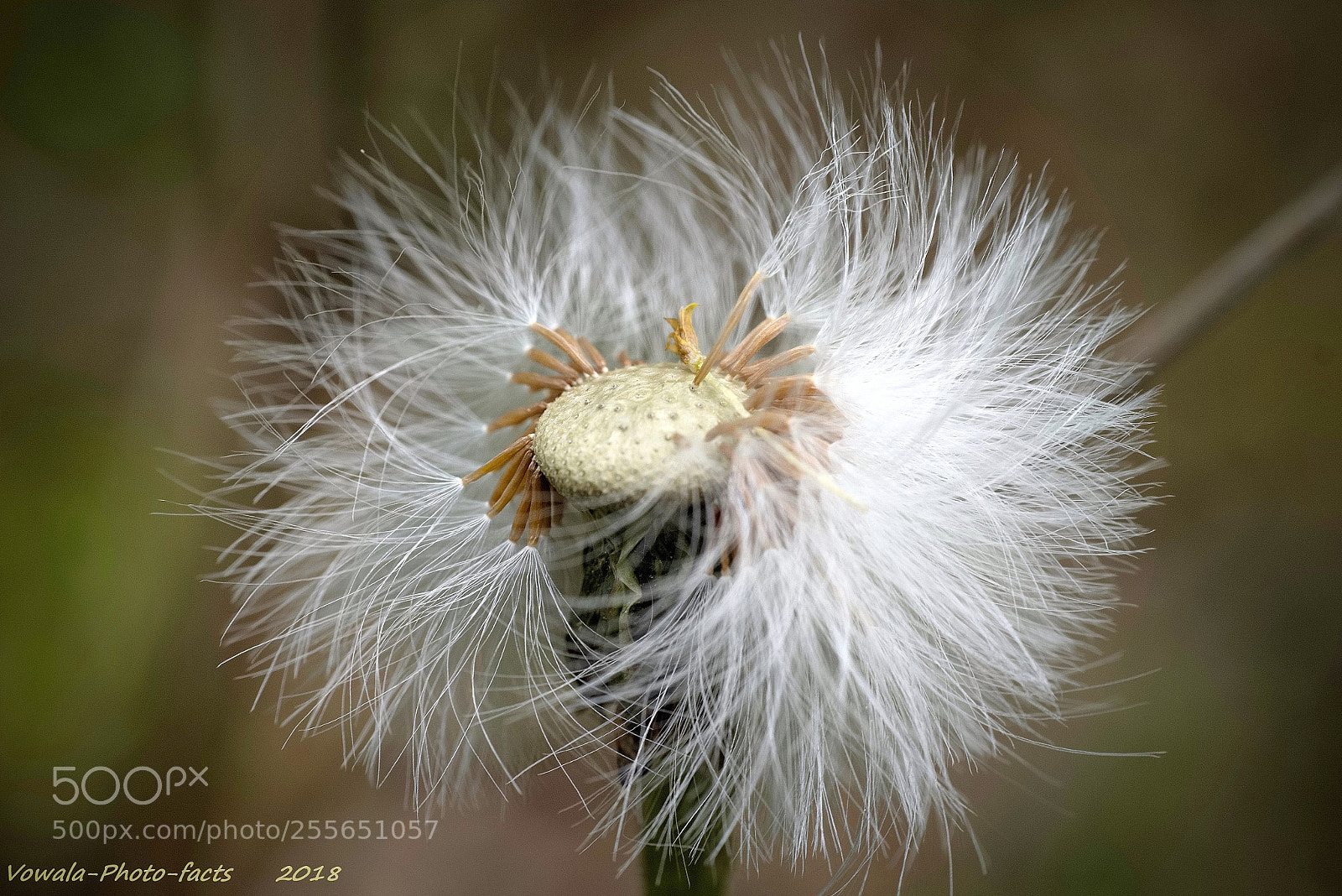 Nikon D5500 sample photo. Seed photography