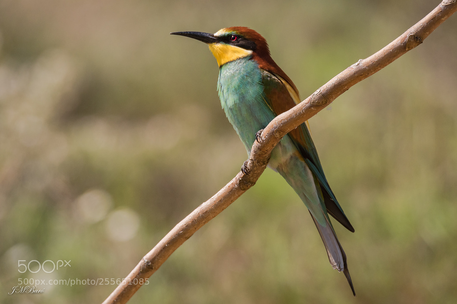 Nikon D500 sample photo. Merops apiaster photography