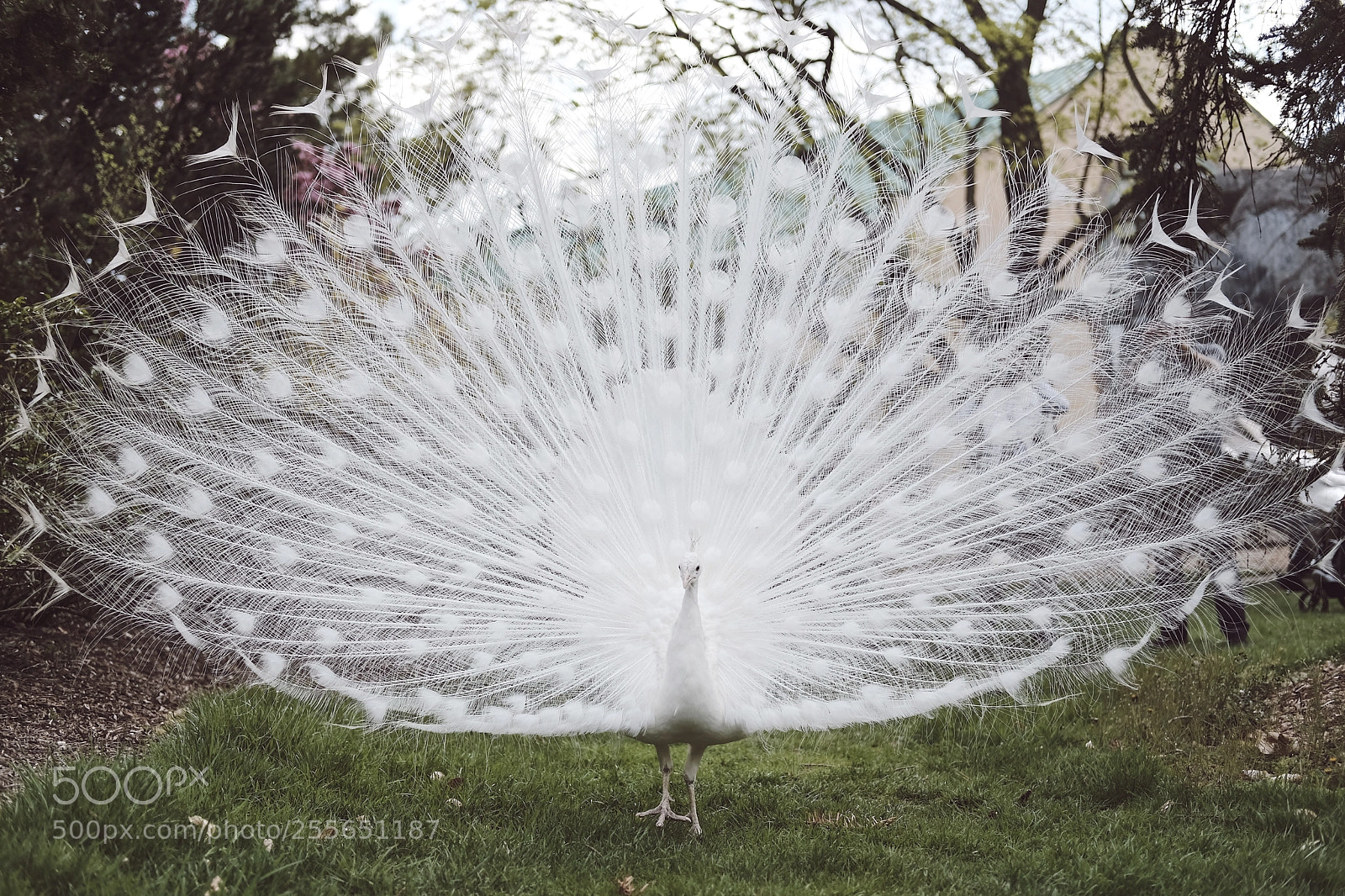 Fujifilm X-Pro2 sample photo. Not a dandelion photography