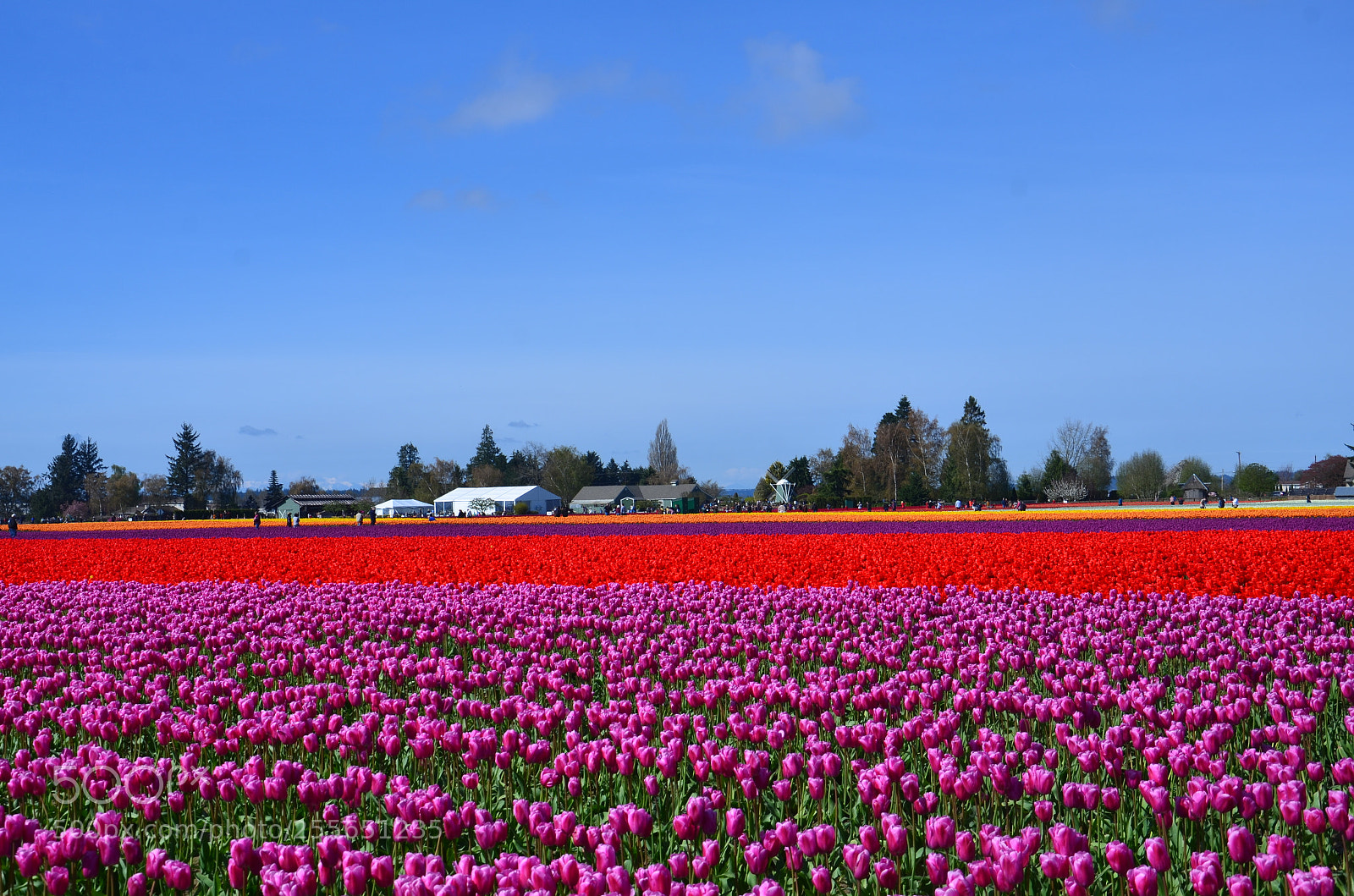 Nikon D7000 sample photo. Skagit valley tulip festival photography