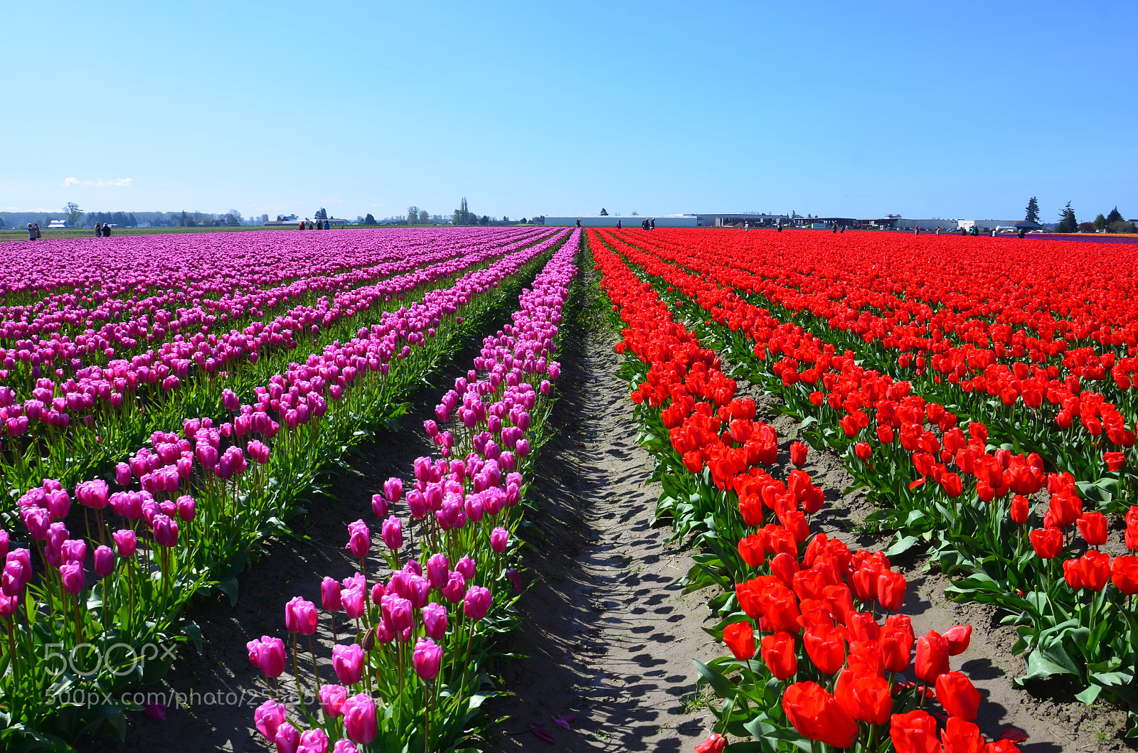 Nikon D7000 sample photo. Skagit valley tulip festival photography