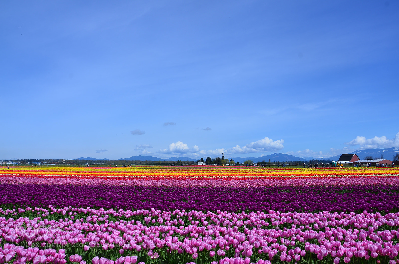 Nikon D7000 sample photo. Skagit valley tulip festival photography