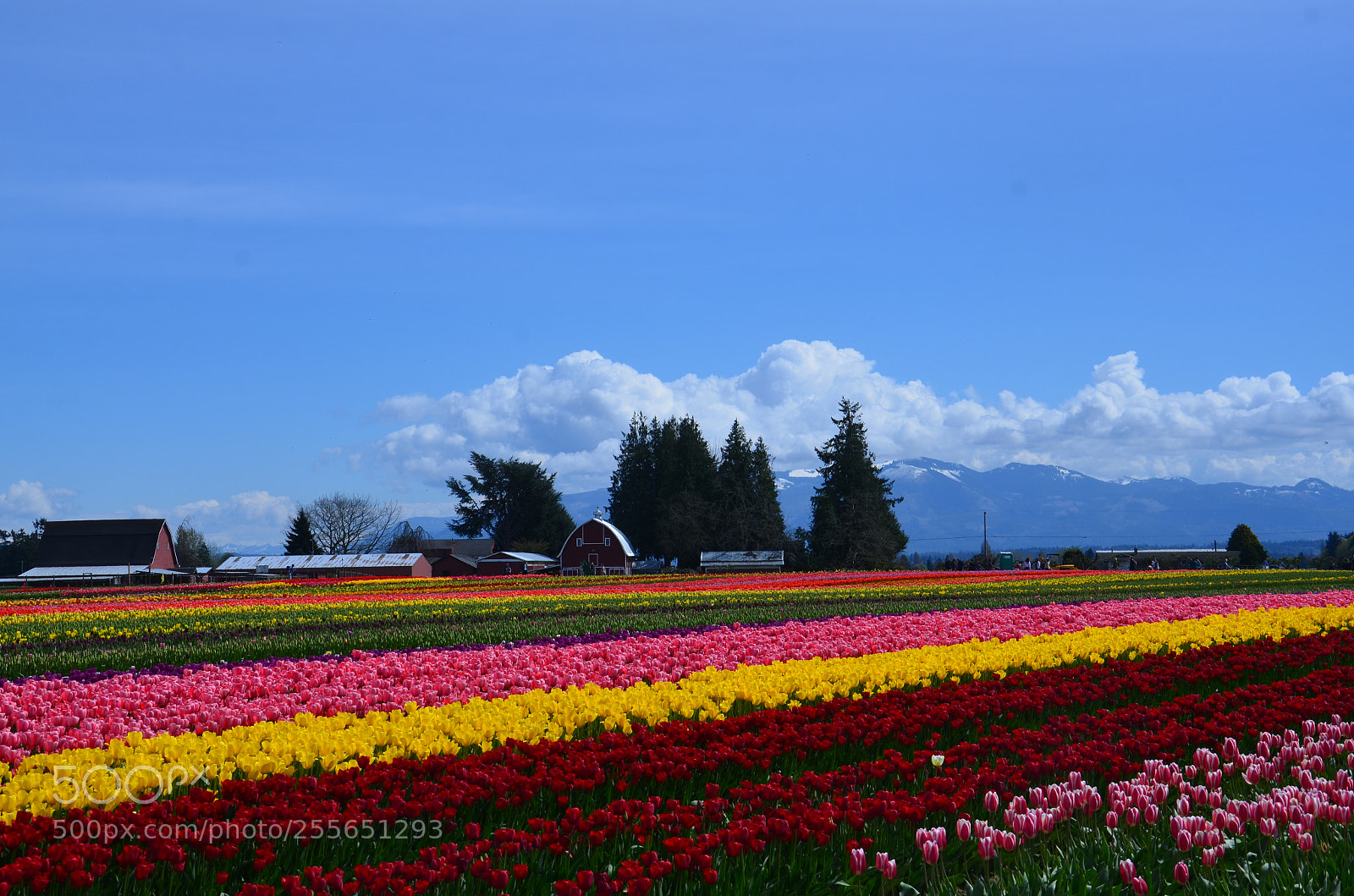 Nikon D7000 sample photo. Skagit valley tulip festival photography