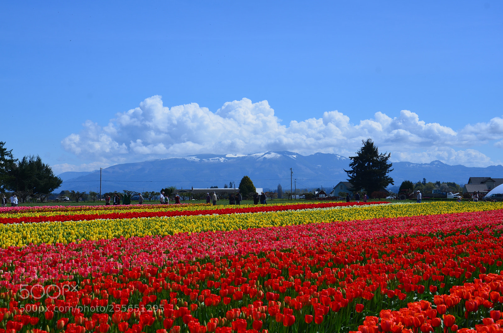 Nikon D7000 sample photo. Skagit valley tulip festival photography