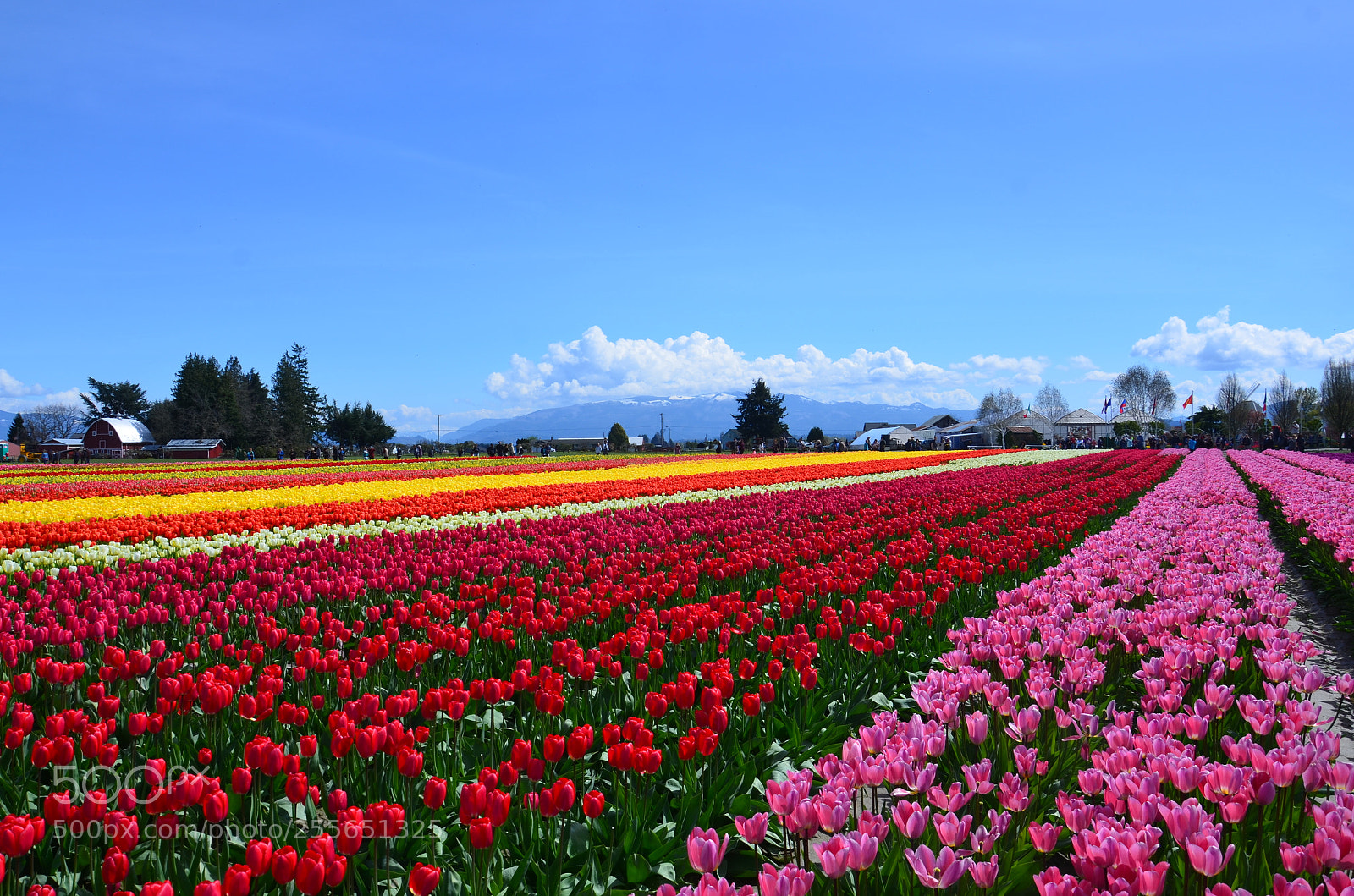 Nikon D7000 sample photo. Skagit valley tulip festival photography