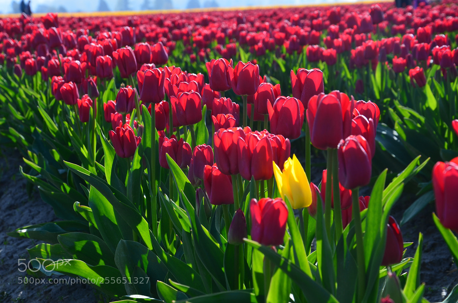 Nikon D7000 sample photo. Skagit valley tulip festival photography