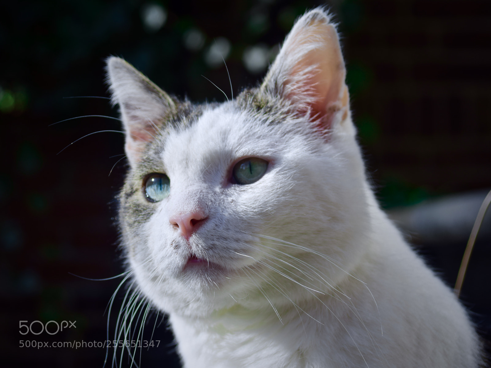 Nikon D5300 sample photo. Blue eyes photography