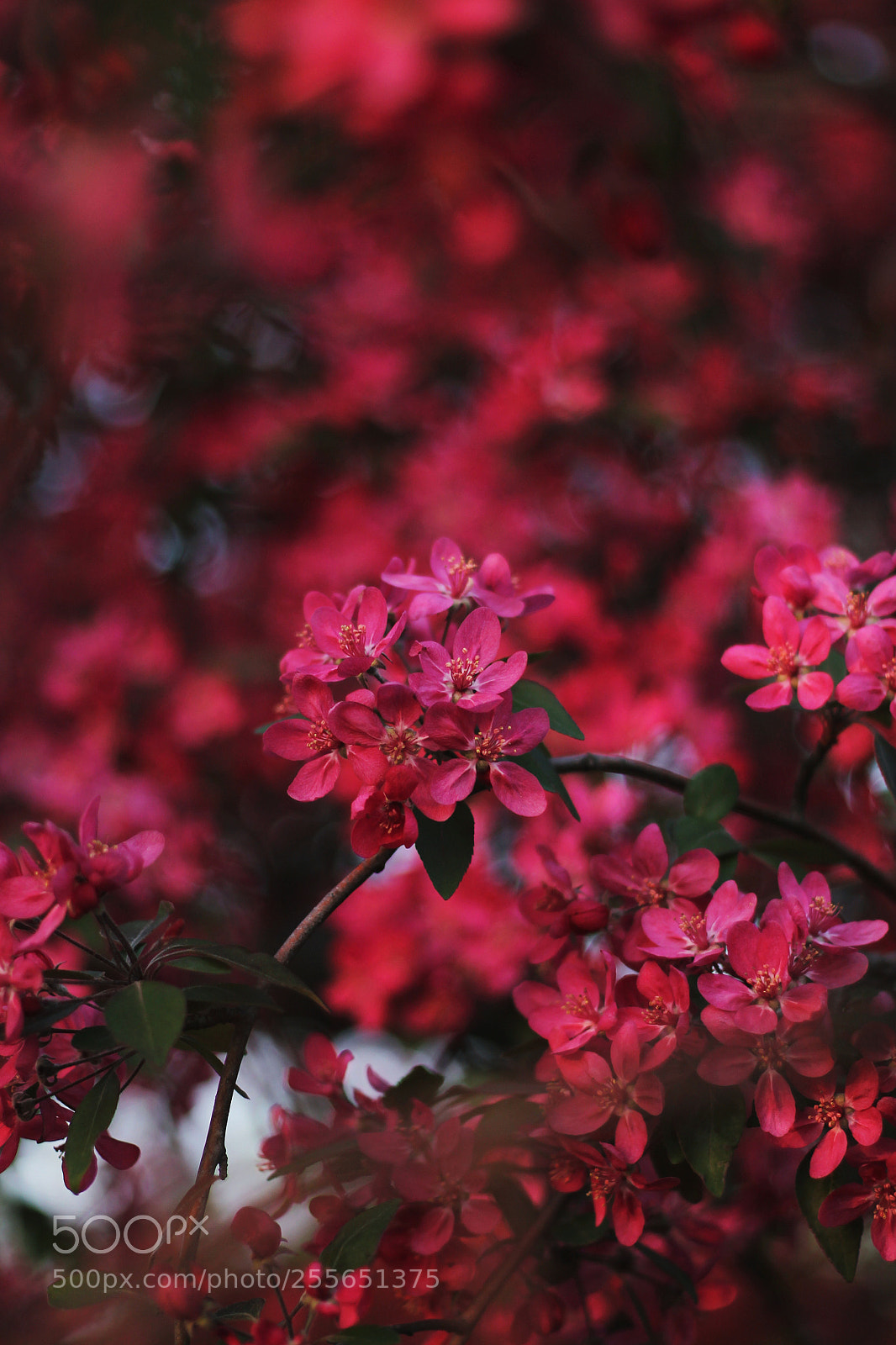 Canon EOS 1100D (EOS Rebel T3 / EOS Kiss X50) sample photo. Flower power photography