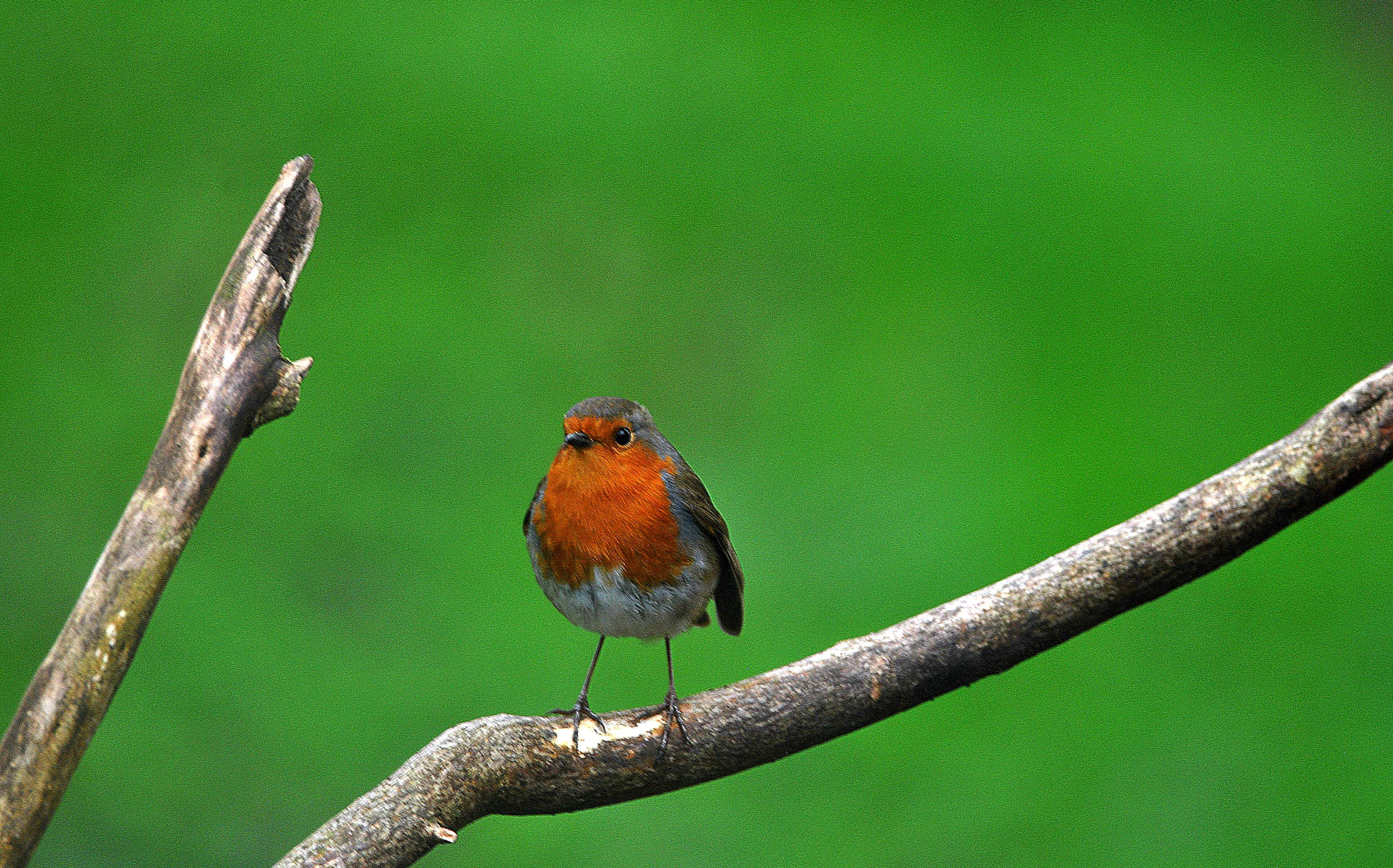 Nikon D3000 + Sigma 150-600mm F5-6.3 DG OS HSM | C sample photo. Branch  out photography