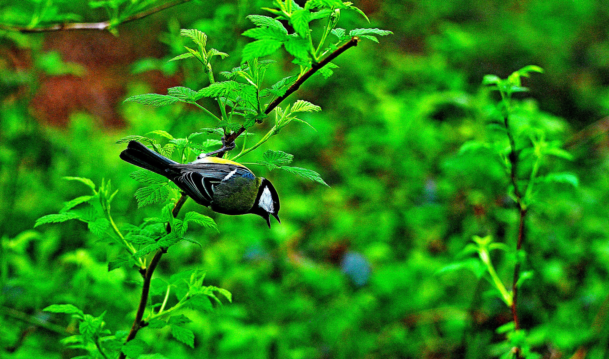 Sigma 150-600mm F5-6.3 DG OS HSM | C sample photo. Looking  for  lunch photography