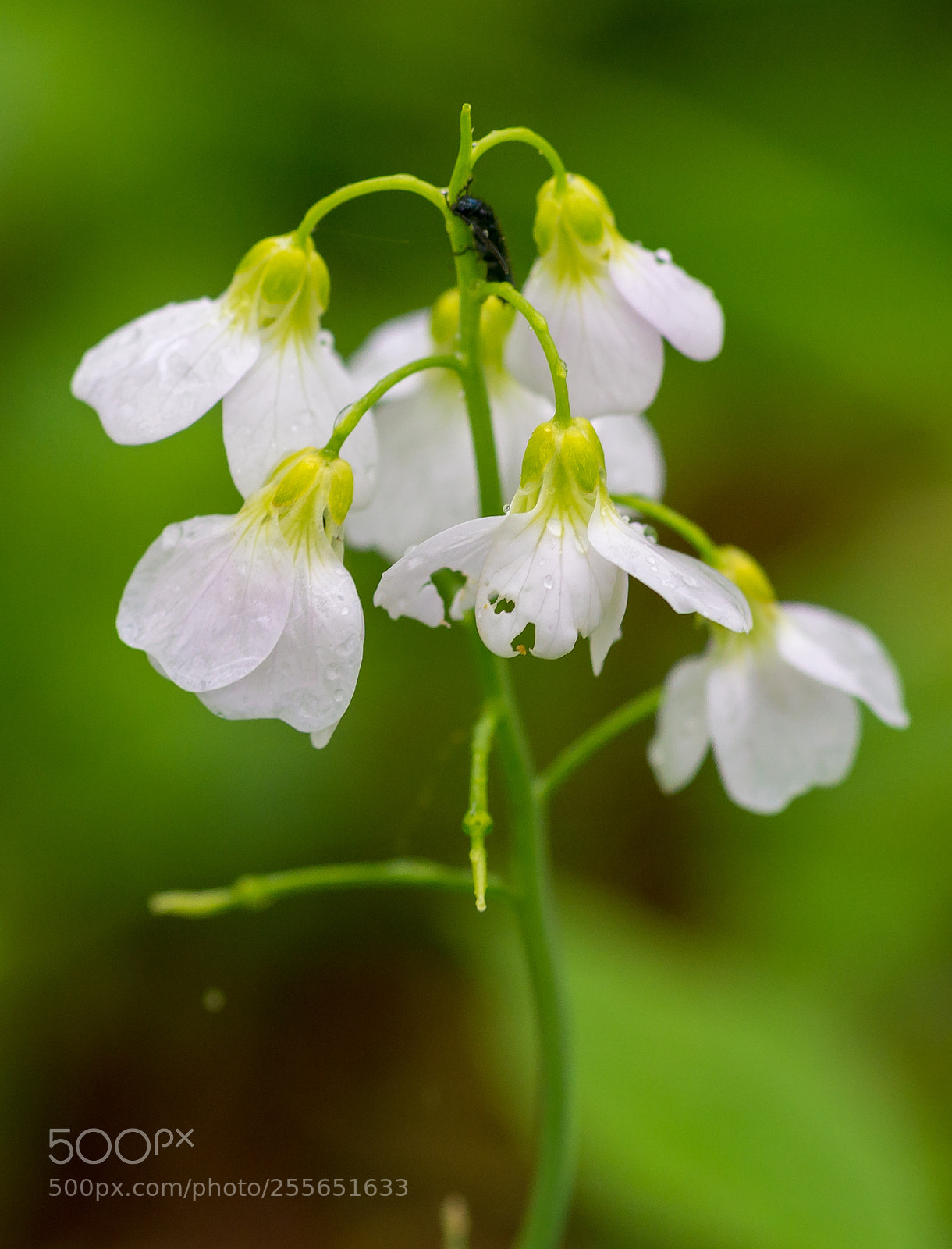 Nikon D610 sample photo. Something small photography