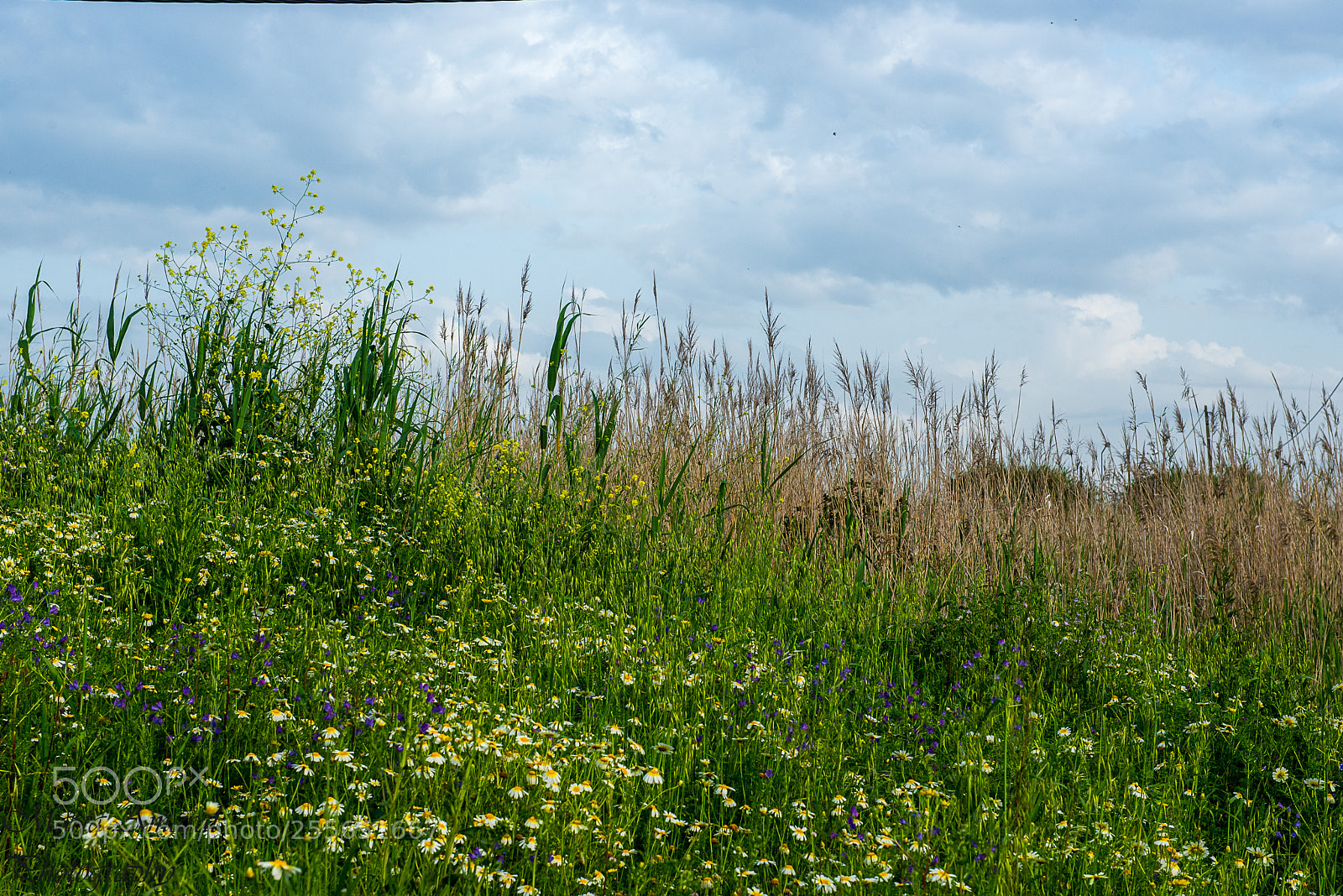 Nikon D610 sample photo. Entre o verde e photography