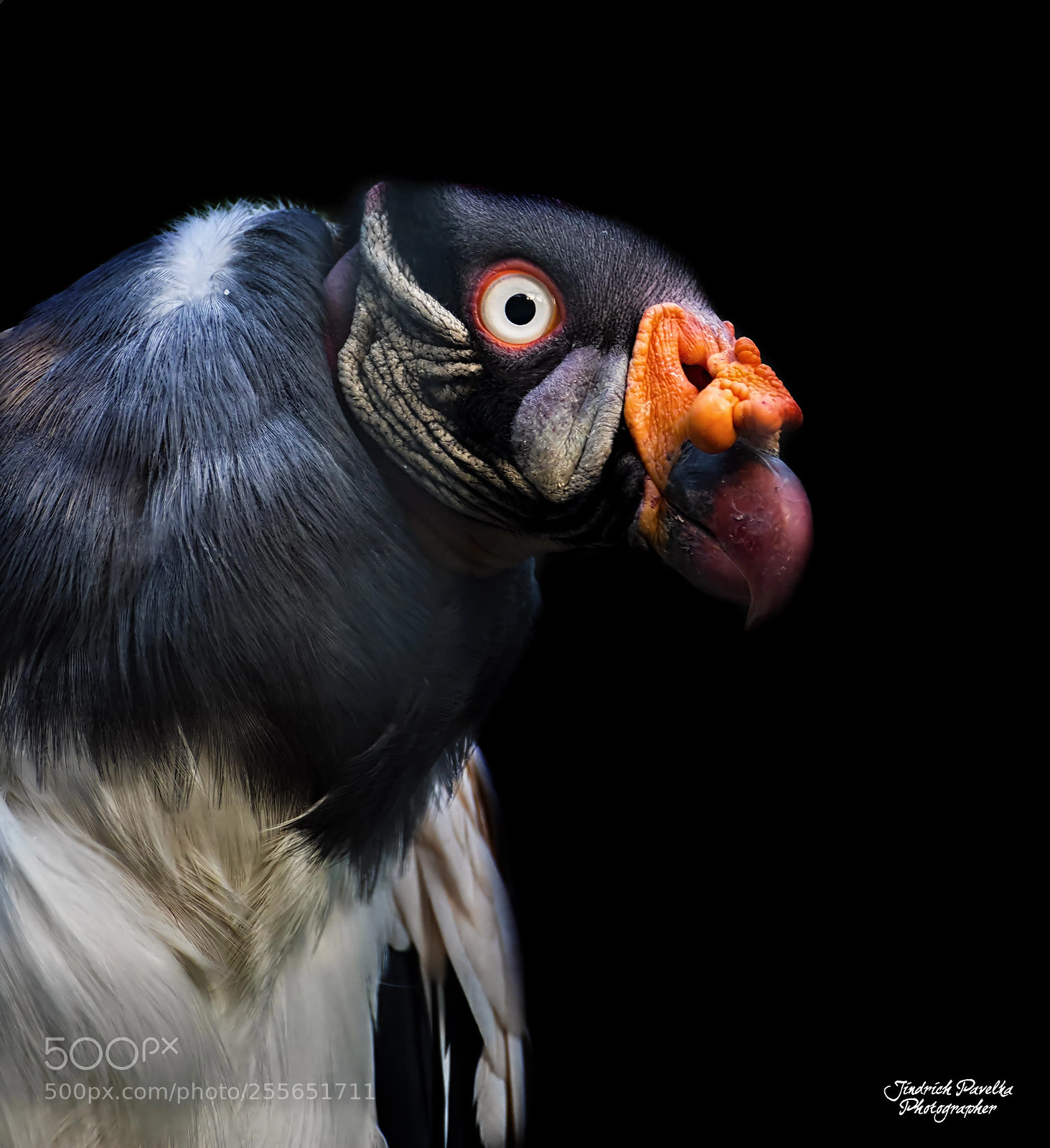 Canon EOS 100D (EOS Rebel SL1 / EOS Kiss X7) sample photo. King vulture / sarcoramphus papa photography