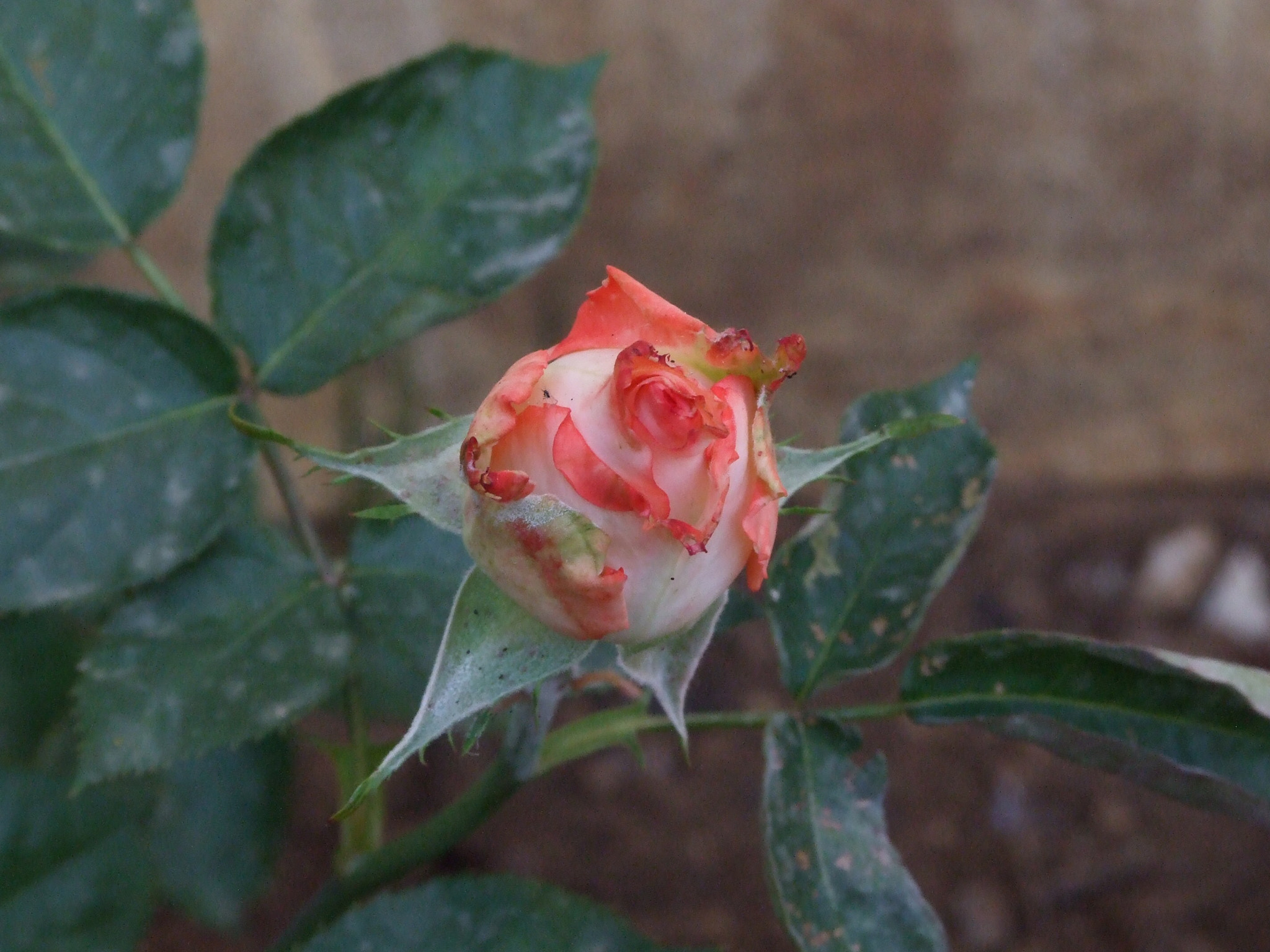 Fujifilm FinePix S6500fd sample photo. Little rose photography