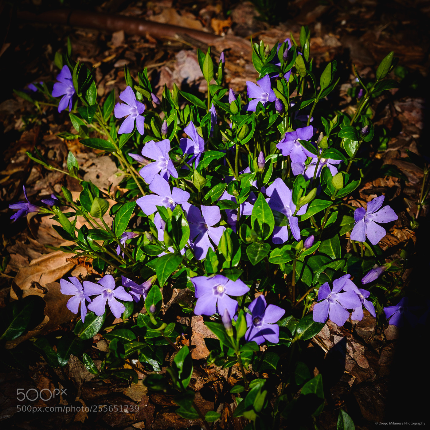 Fujifilm X-E1 sample photo. Violets photography