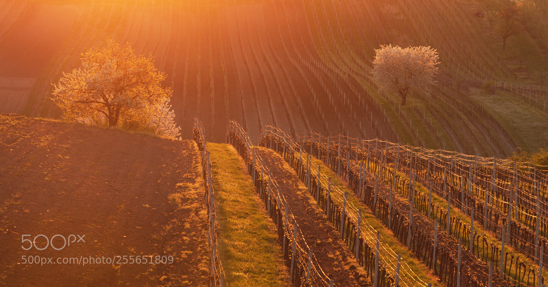 Canon EOS 6D sample photo. Moravian tuscany photography