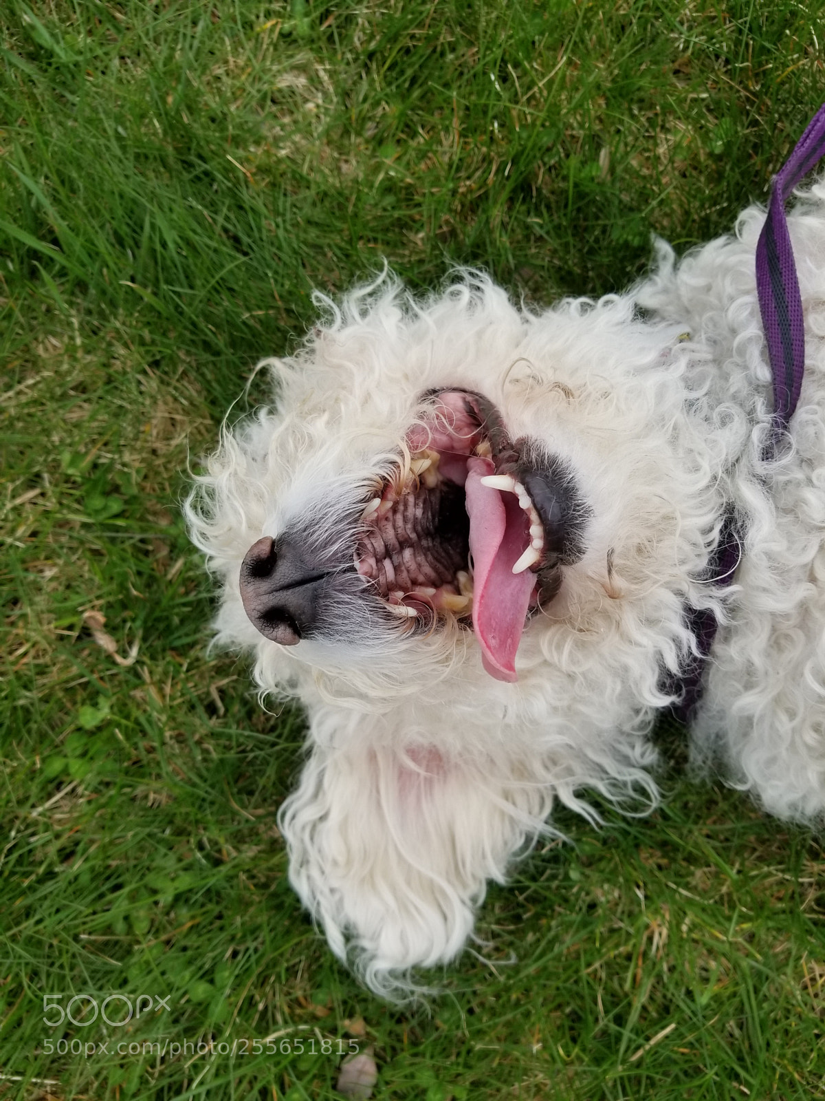 Samsung Galaxy S8+ sample photo. Happy dog. photography