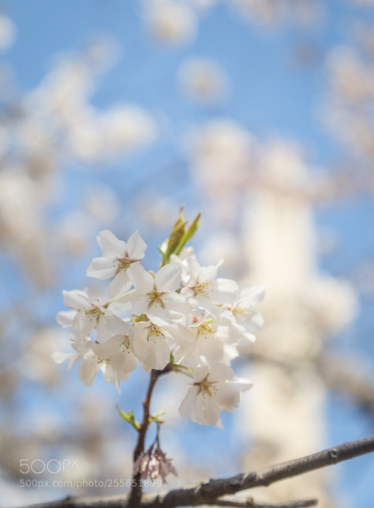 Canon EOS 6D sample photo. Cherry blossoms at dc photography