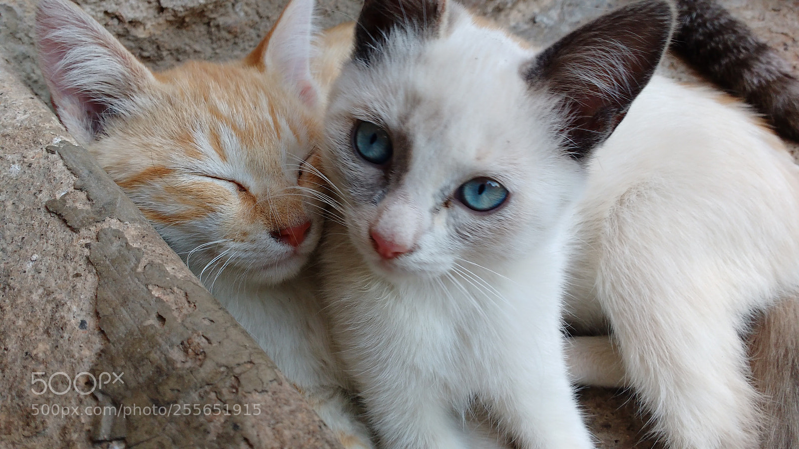 Motorola MotoG3 sample photo. Kittens photography