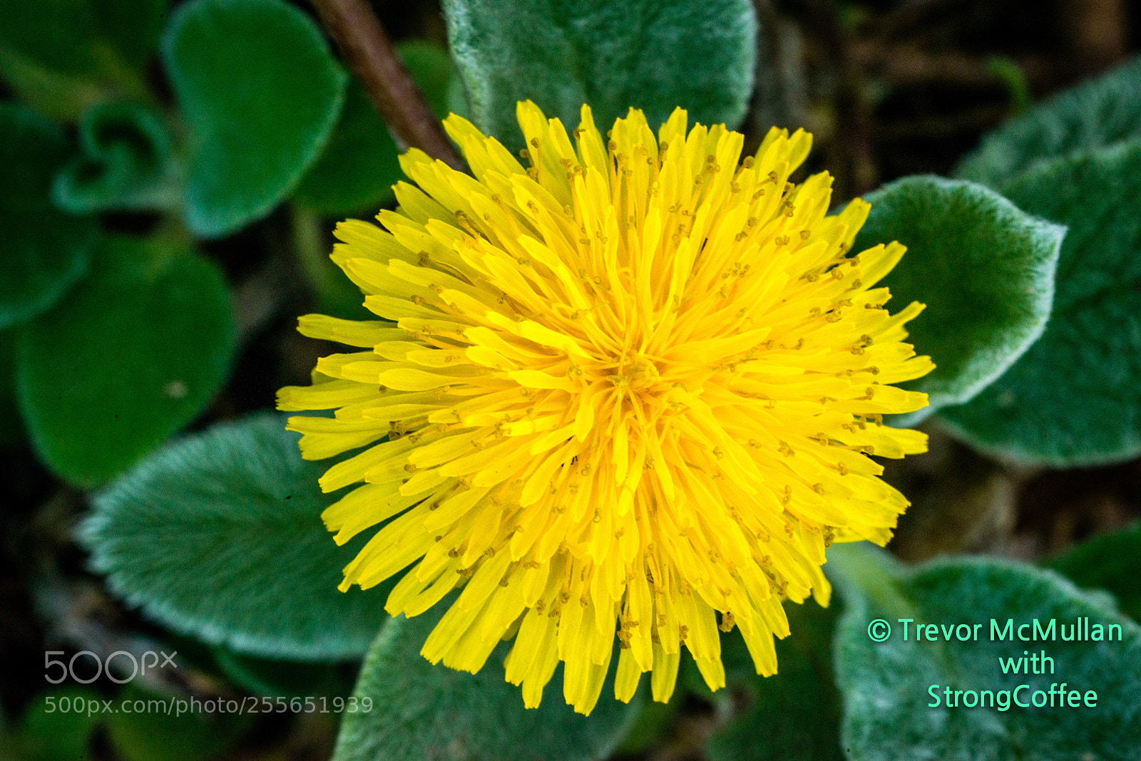 Nikon D800 sample photo. Taraxacum (latin: gardeners pest) photography