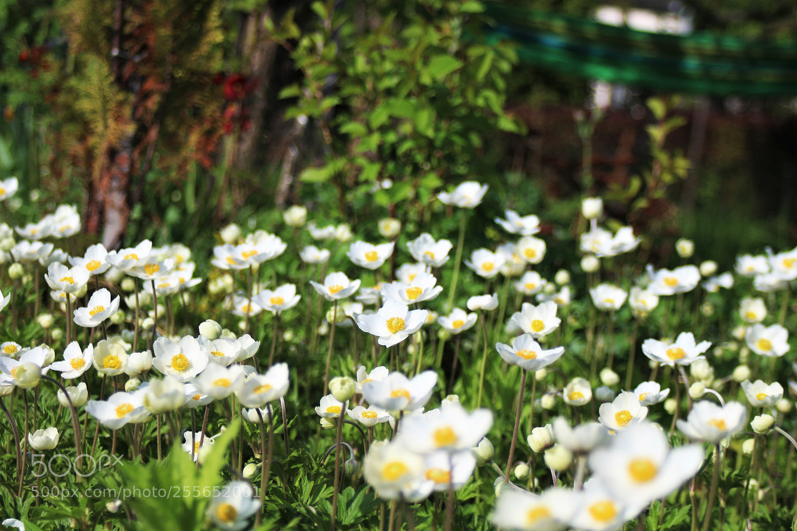 Canon EOS 1200D (EOS Rebel T5 / EOS Kiss X70 / EOS Hi) sample photo. Towards the sun photography
