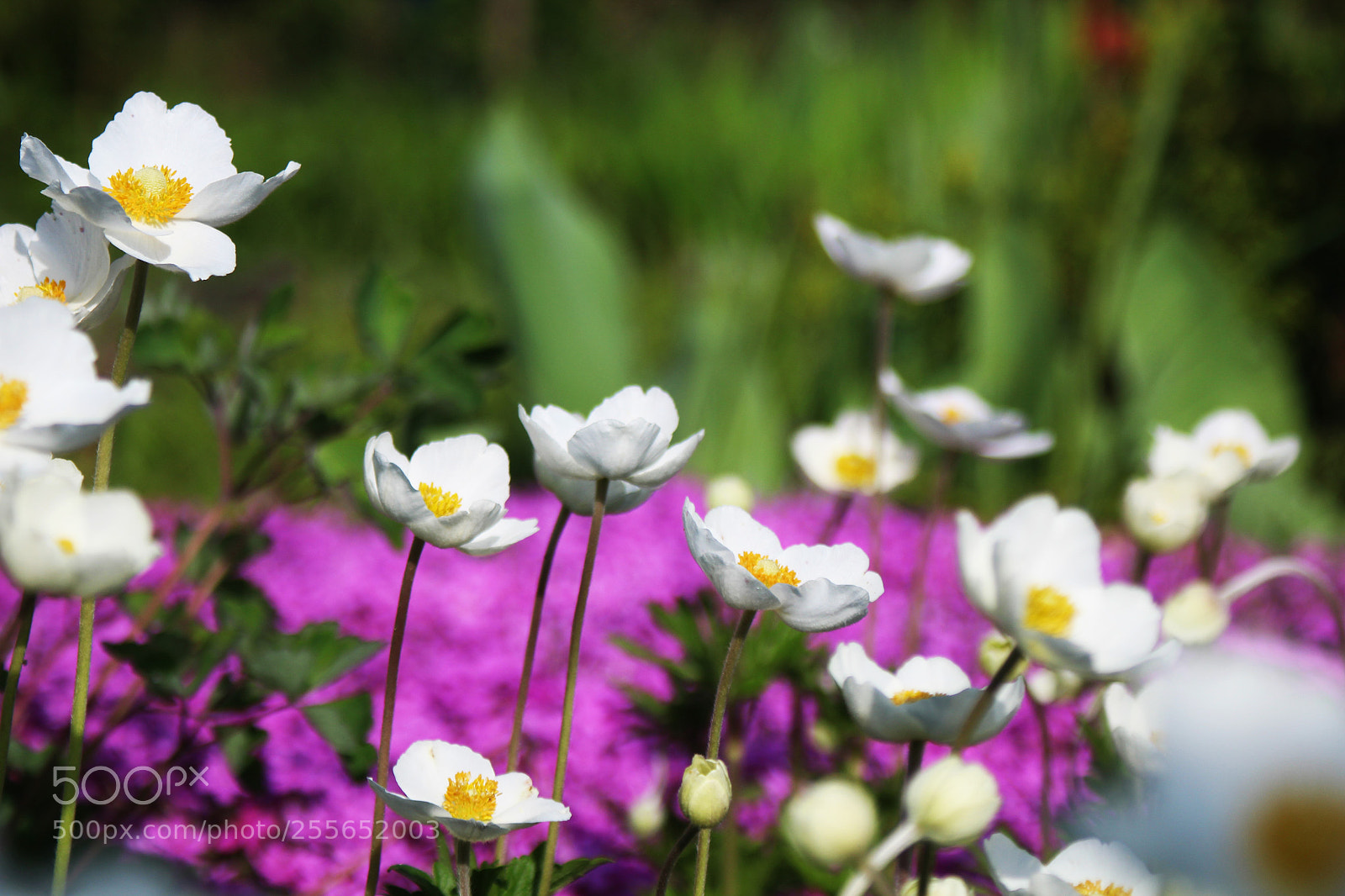 Canon EOS 1200D (EOS Rebel T5 / EOS Kiss X70 / EOS Hi) sample photo. A little bit of photography
