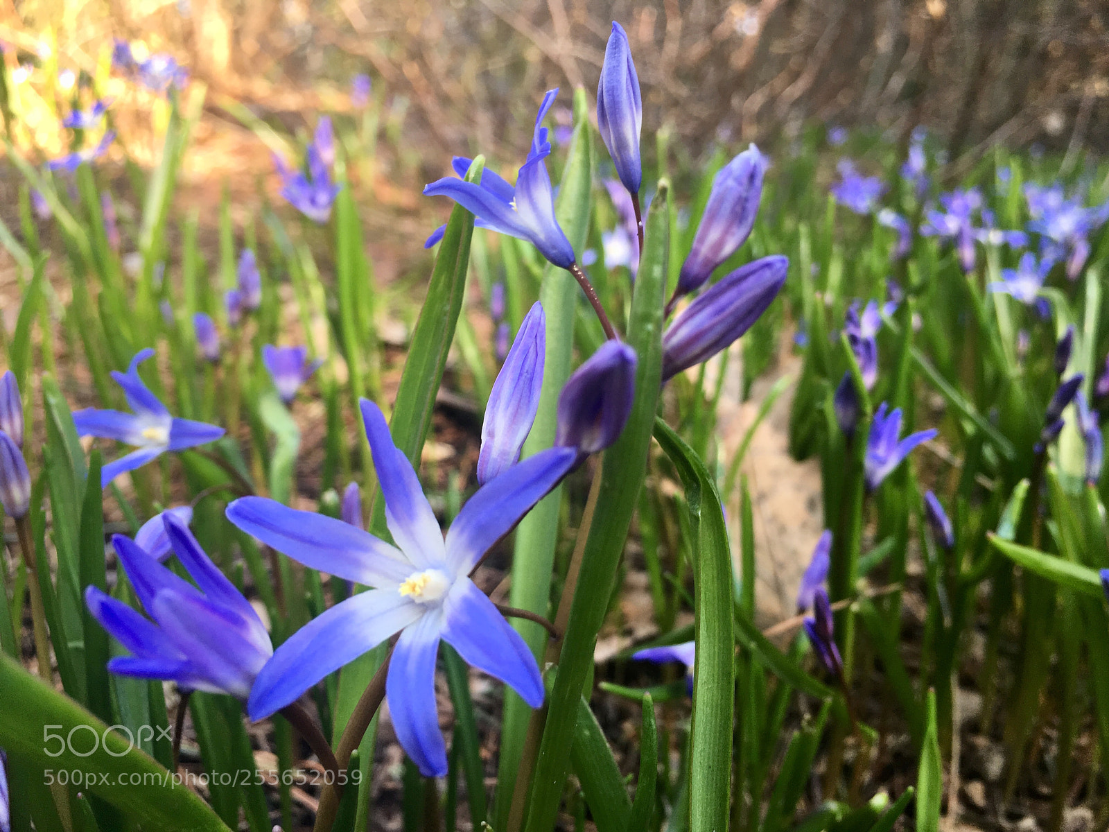 Apple iPhone SE sample photo. Beauty in small things photography