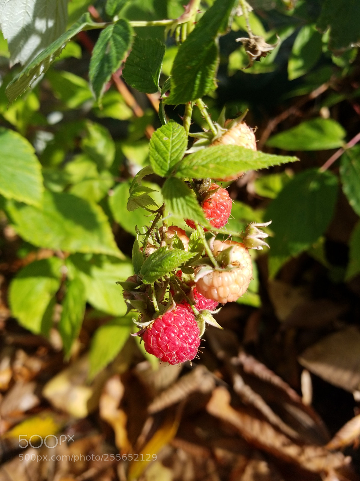 Samsung Galaxy S8+ sample photo. Berries photography
