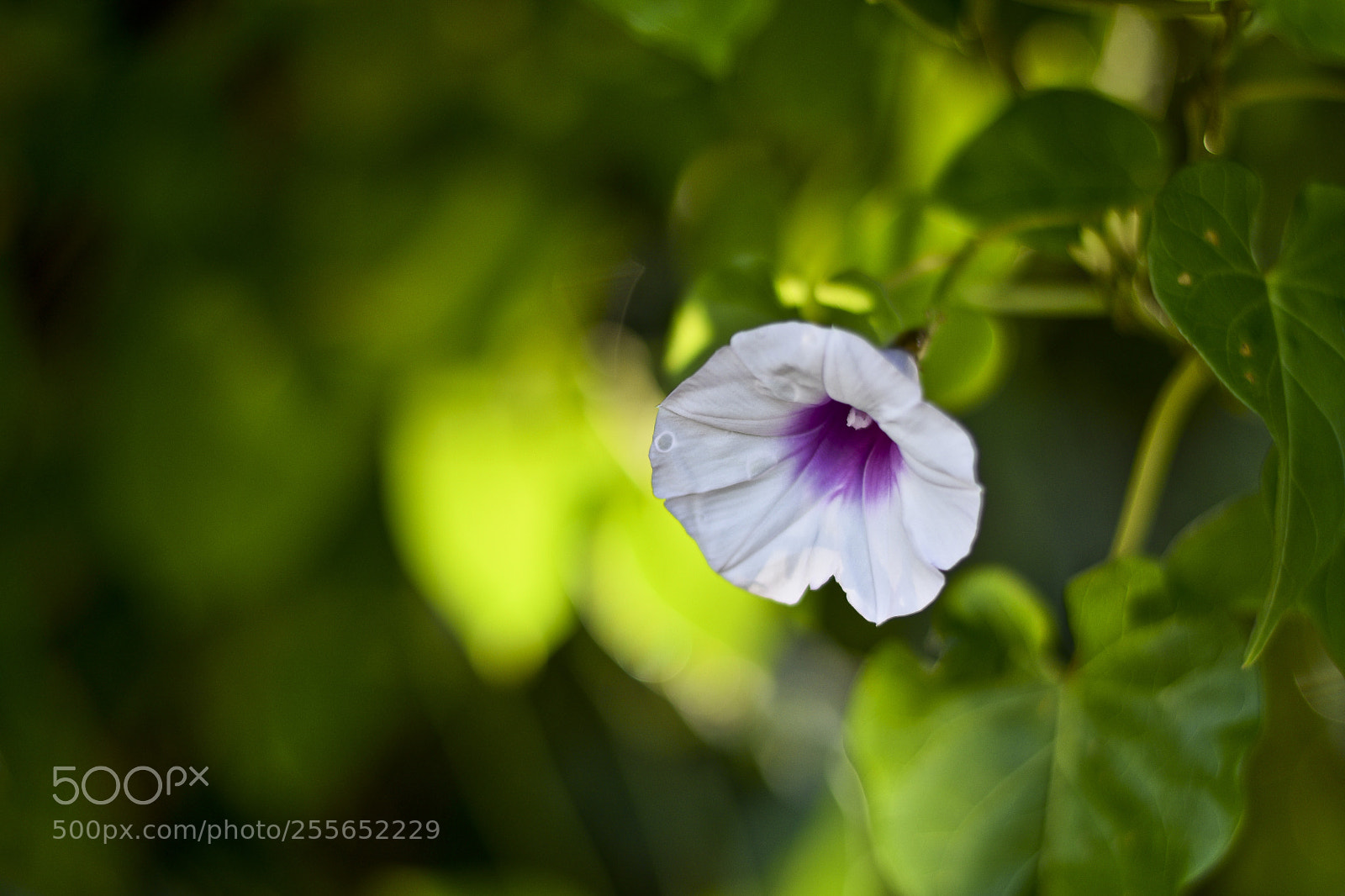 Nikon D5300 sample photo. Naturalmente bela photography