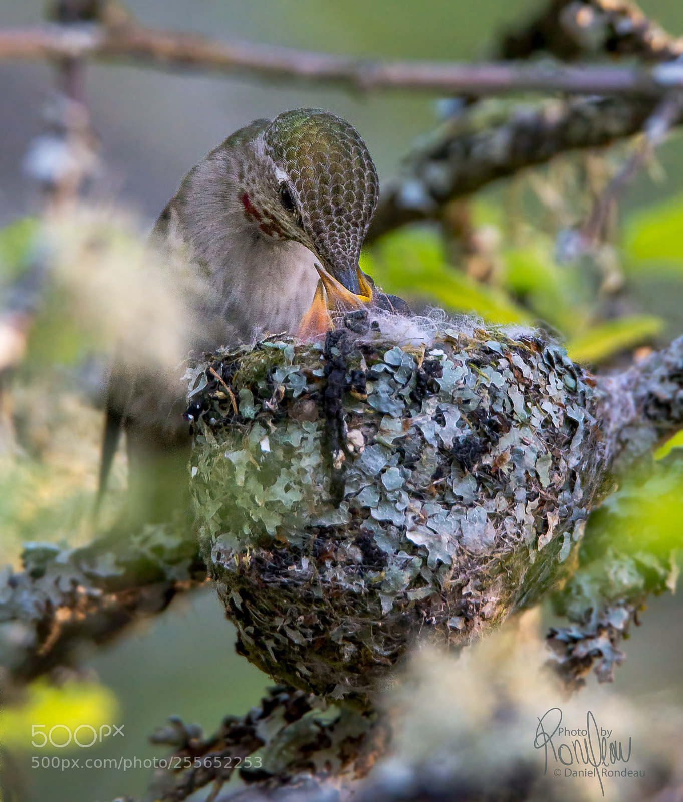 Nikon D7200 sample photo. Mother anna's hummingbird feeding photography