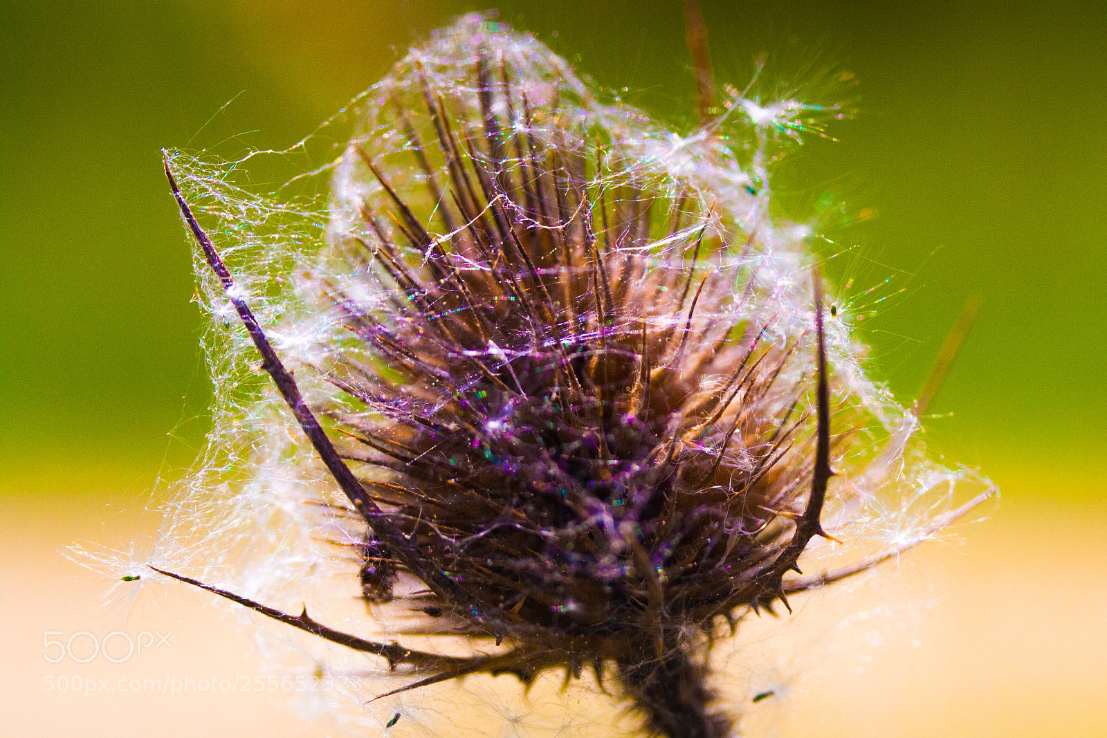 Canon EOS 1000D (EOS Digital Rebel XS / EOS Kiss F) sample photo. Spiders home photography