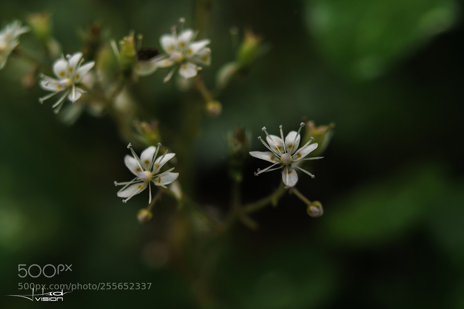Sony a7R II sample photo. ??? photography