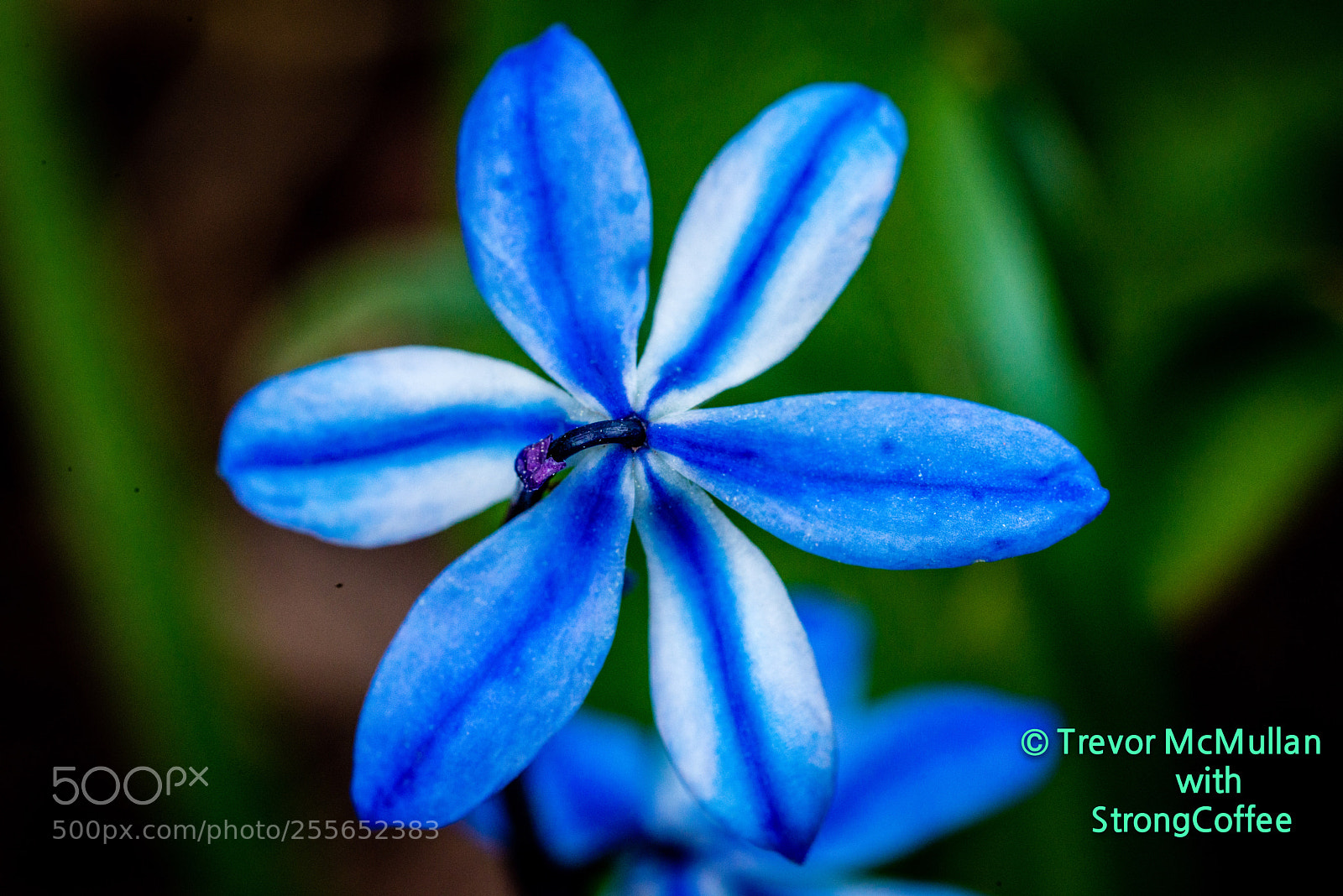 Nikon D800 sample photo. Little blue flower photography