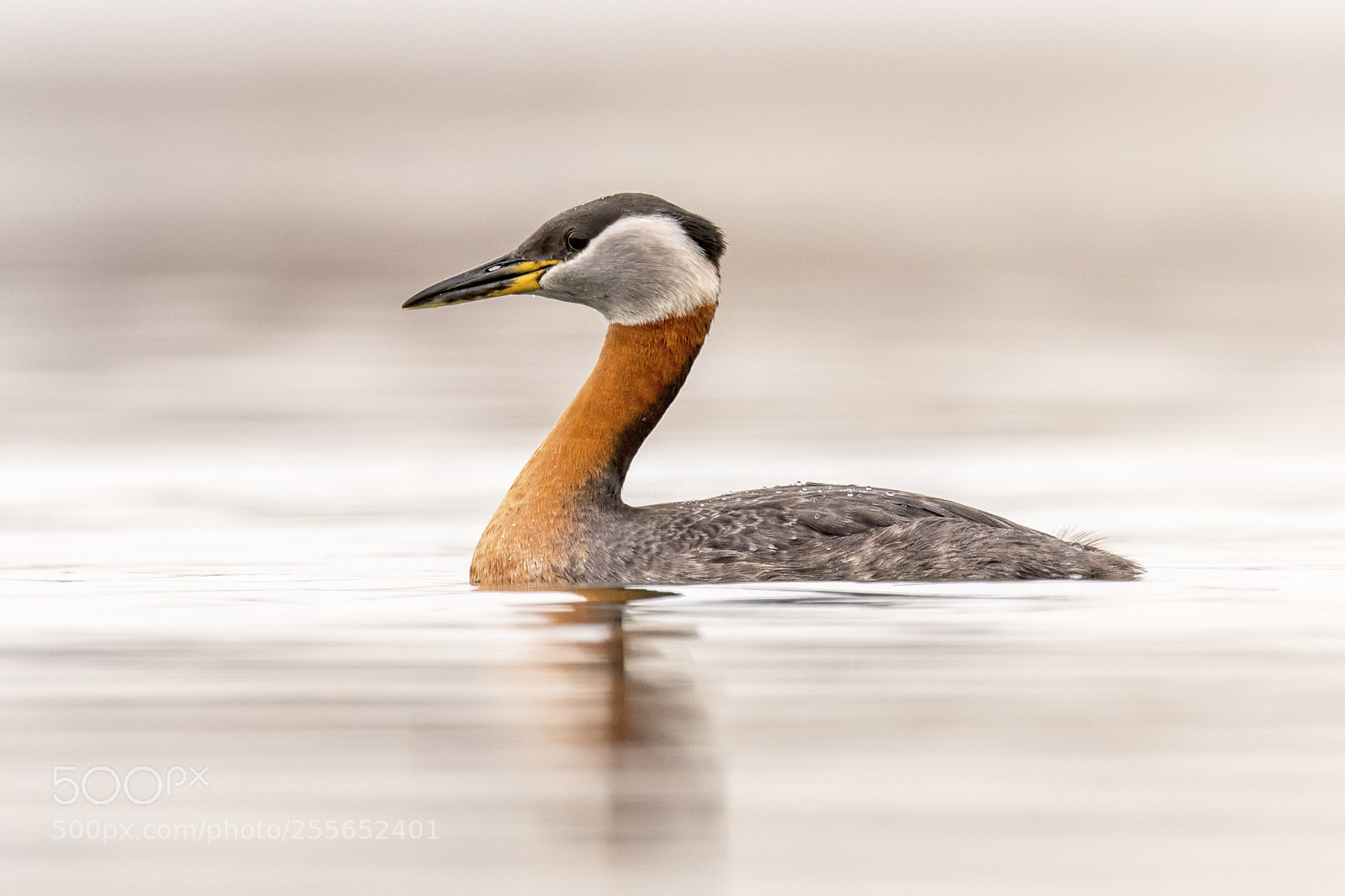 Nikon D850 sample photo. Red-necked grebe photography
