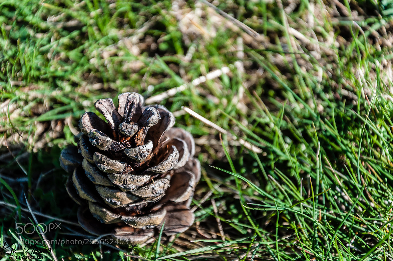 Nikon D90 sample photo. Untitled photography