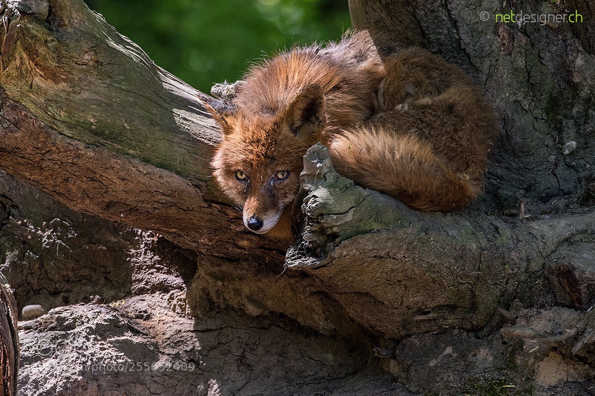 Canon EOS 5D Mark IV sample photo. Red fox photography