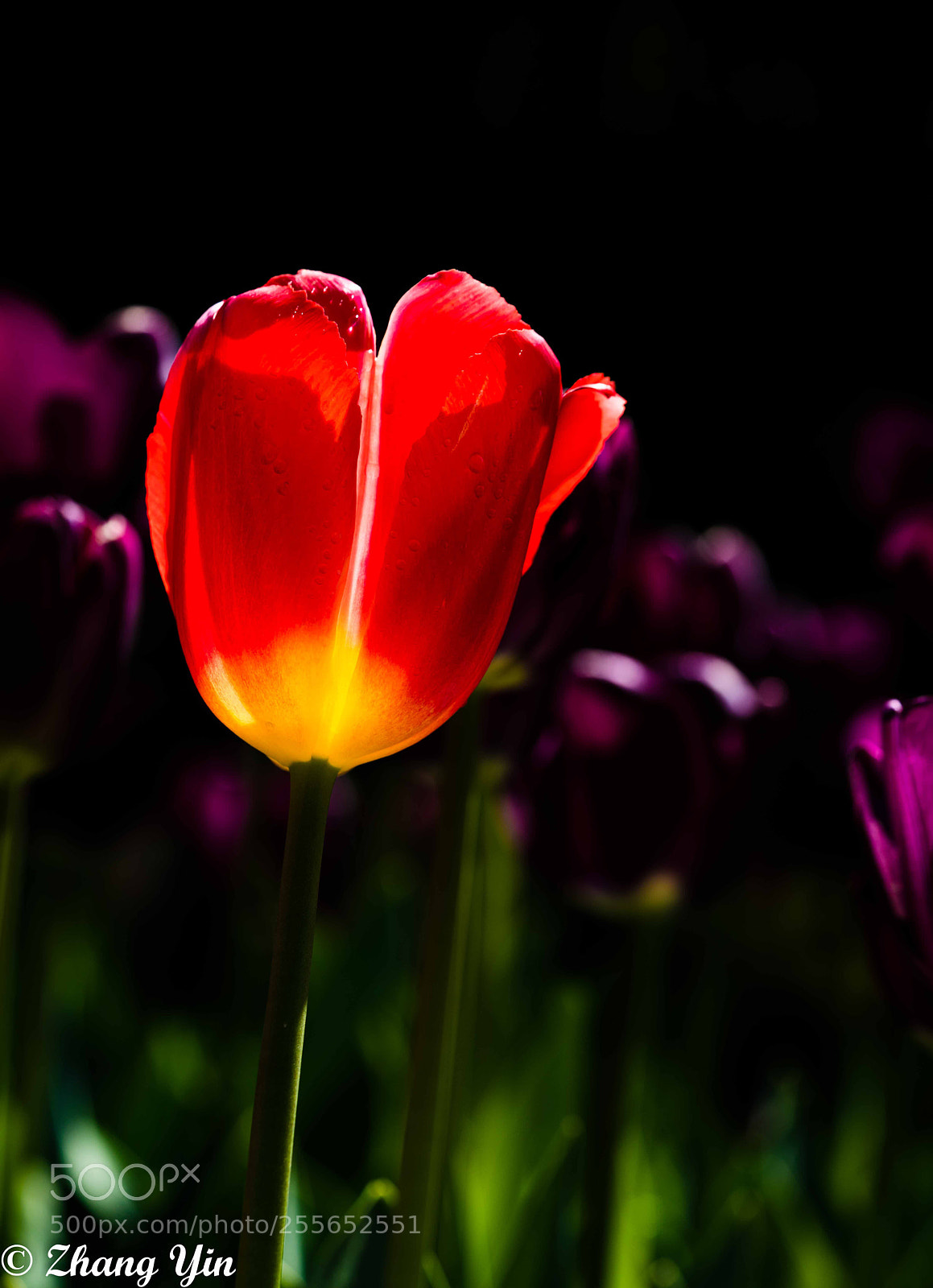 Sony a7R II sample photo. Tulip photography