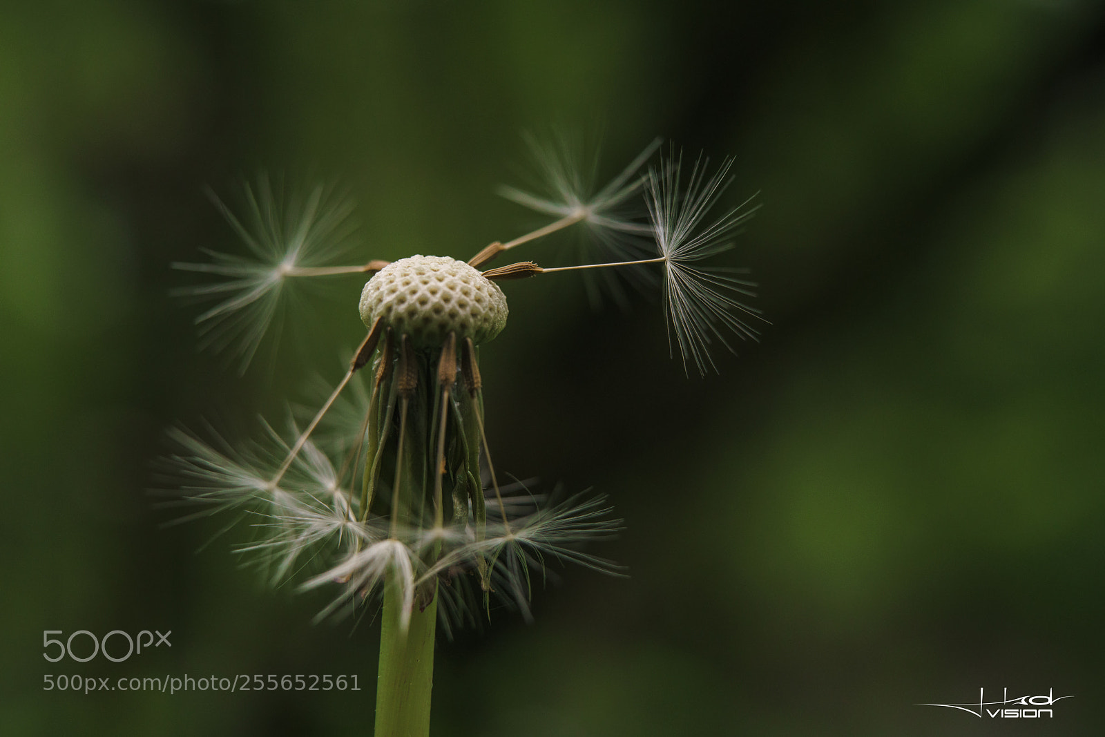 Sony a7R II sample photo. ??? photography