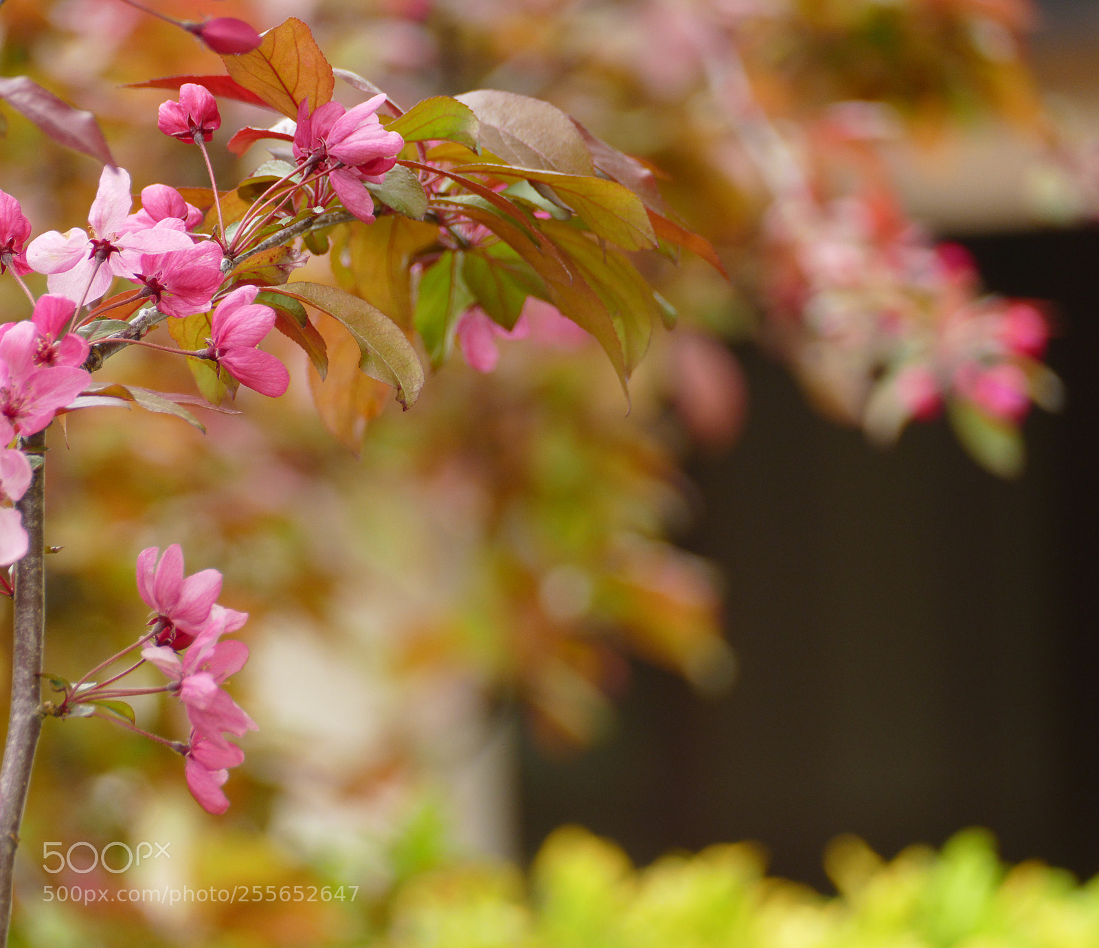 Panasonic Lumix DMC-FZ1000 sample photo. Pink blossom photography