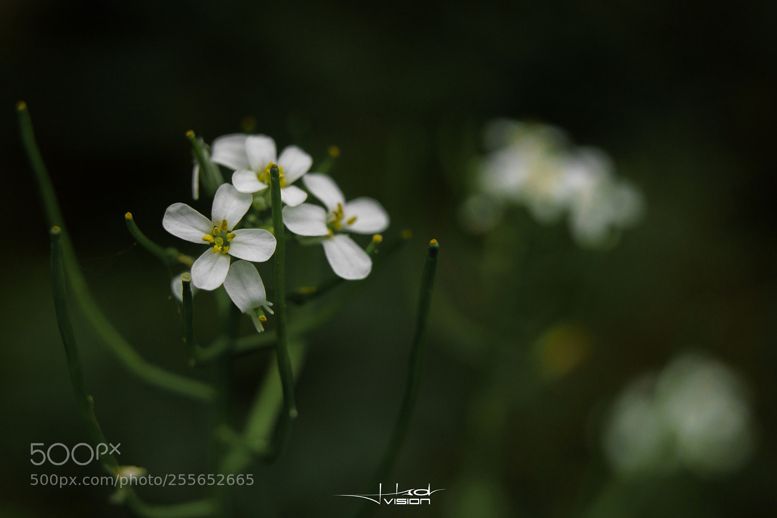 Sony a7R II sample photo. ??? photography