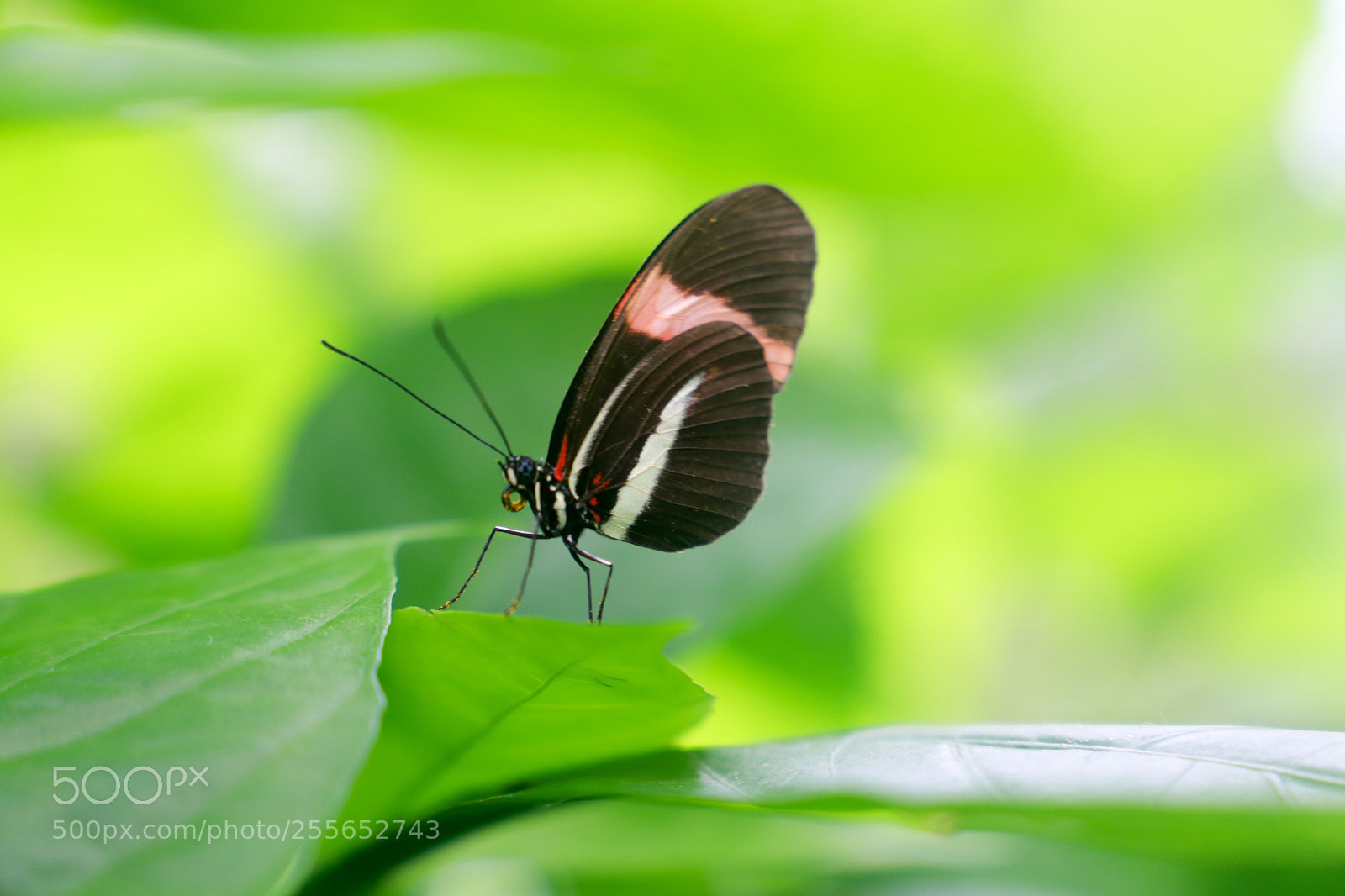 Canon EOS 6D sample photo. Butterfly photography
