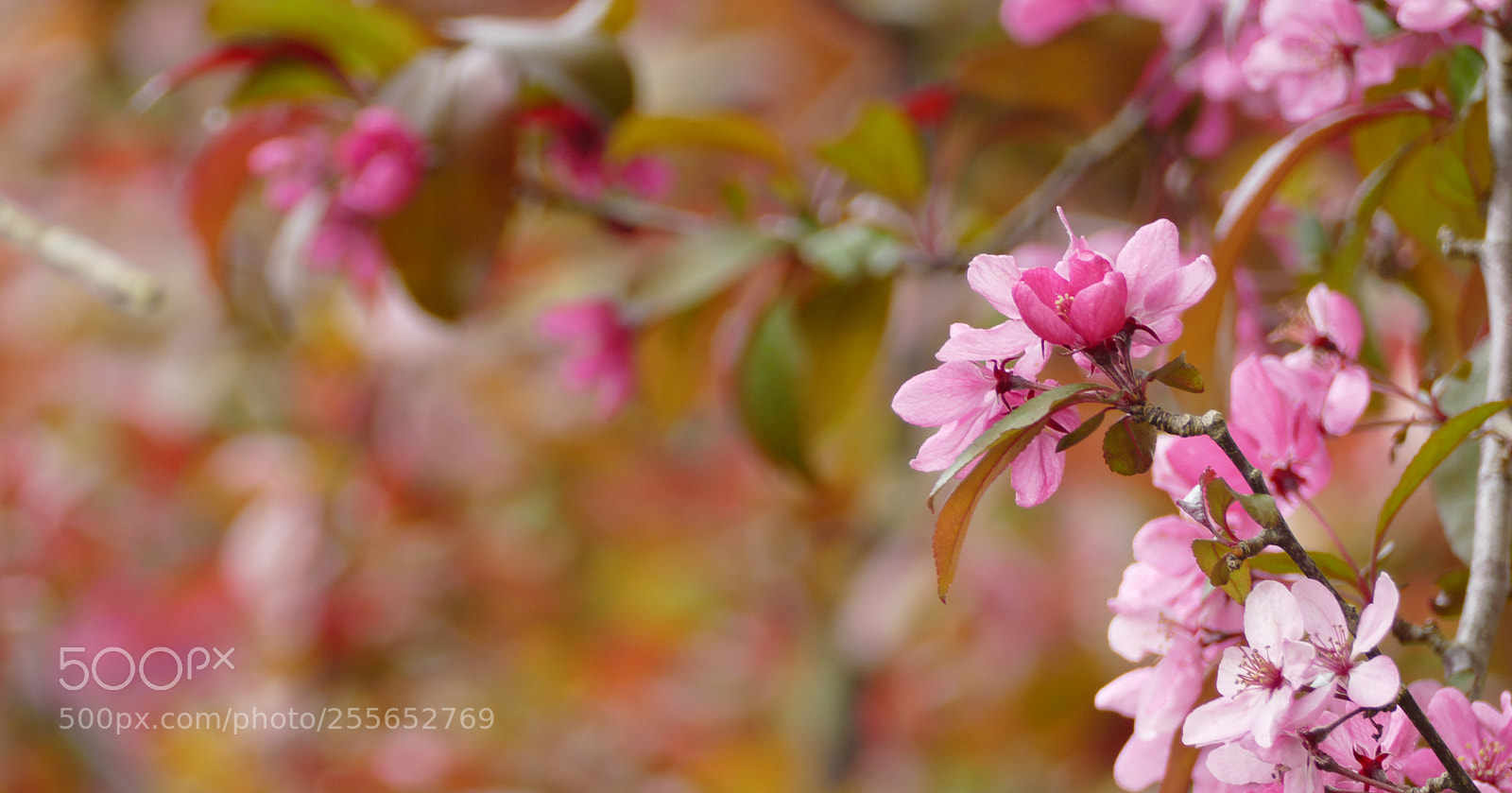 Panasonic Lumix DMC-FZ1000 sample photo. More pink blossom photography