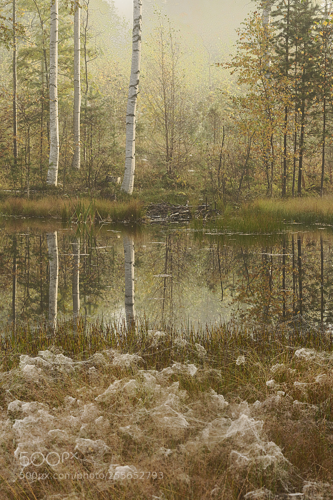 Nikon D610 sample photo. Magical morning photography