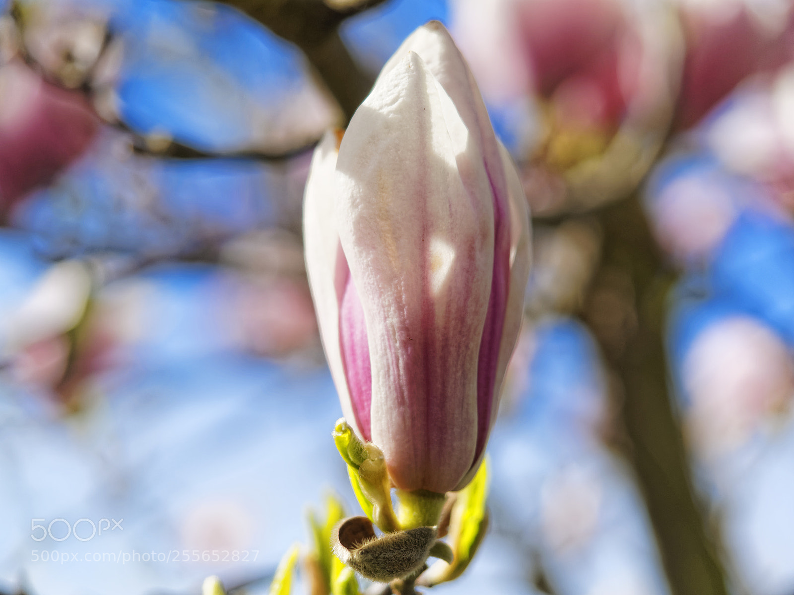 Olympus OM-D E-M1 sample photo. Almost there photography