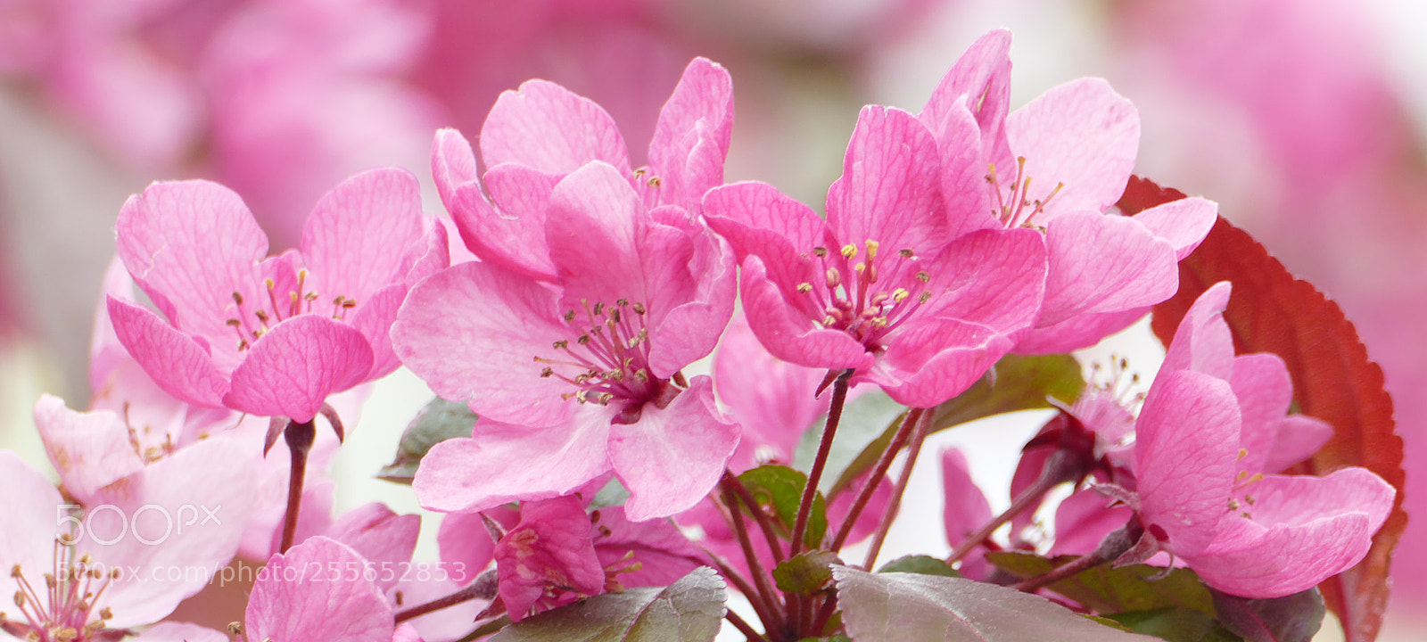 Panasonic Lumix DMC-FZ1000 sample photo. Pink blossom again photography